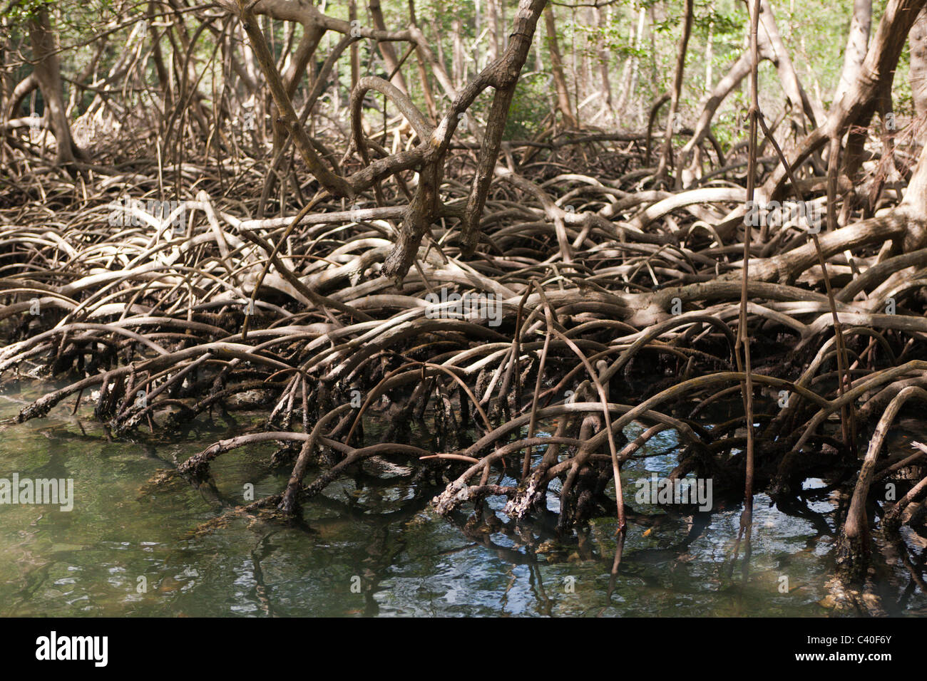 Les mangroves, Rhizophora, parc national Los Haitises, République Dominicaine Banque D'Images