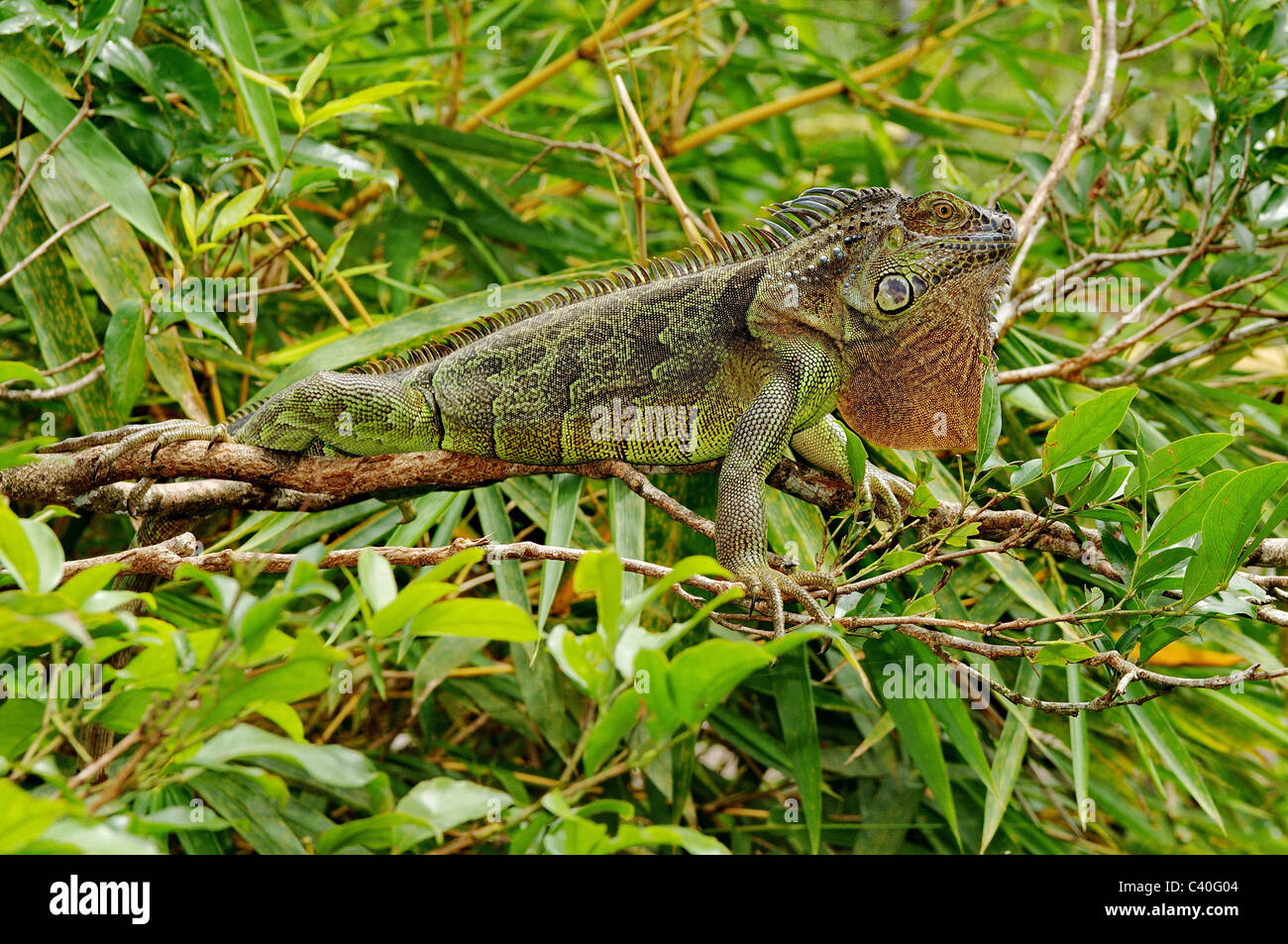 Lézard, lézards, iguane, iguane vert, Iguana iguana, reptiles, les reptiles, l'échelle, balances, marron, vert, tacheté, animal, animaux, Banque D'Images