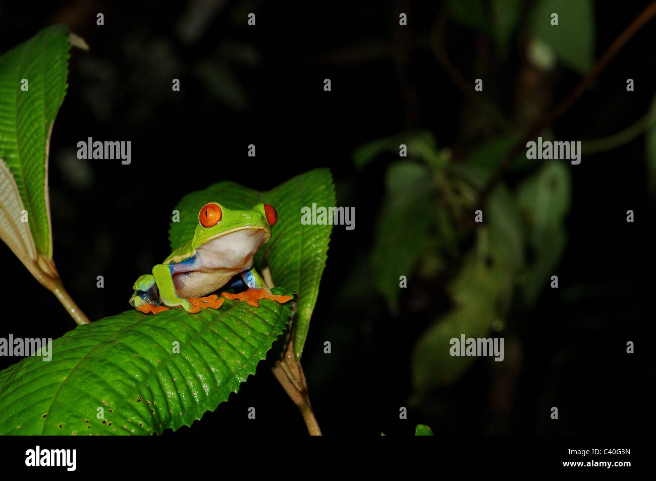 Frog, grenouilles, red-eyed tree frog, agalychnis callidryas, Amphibium, amphibiens, tropical, le Costa Rica, animal, animaux, faune, wil Banque D'Images