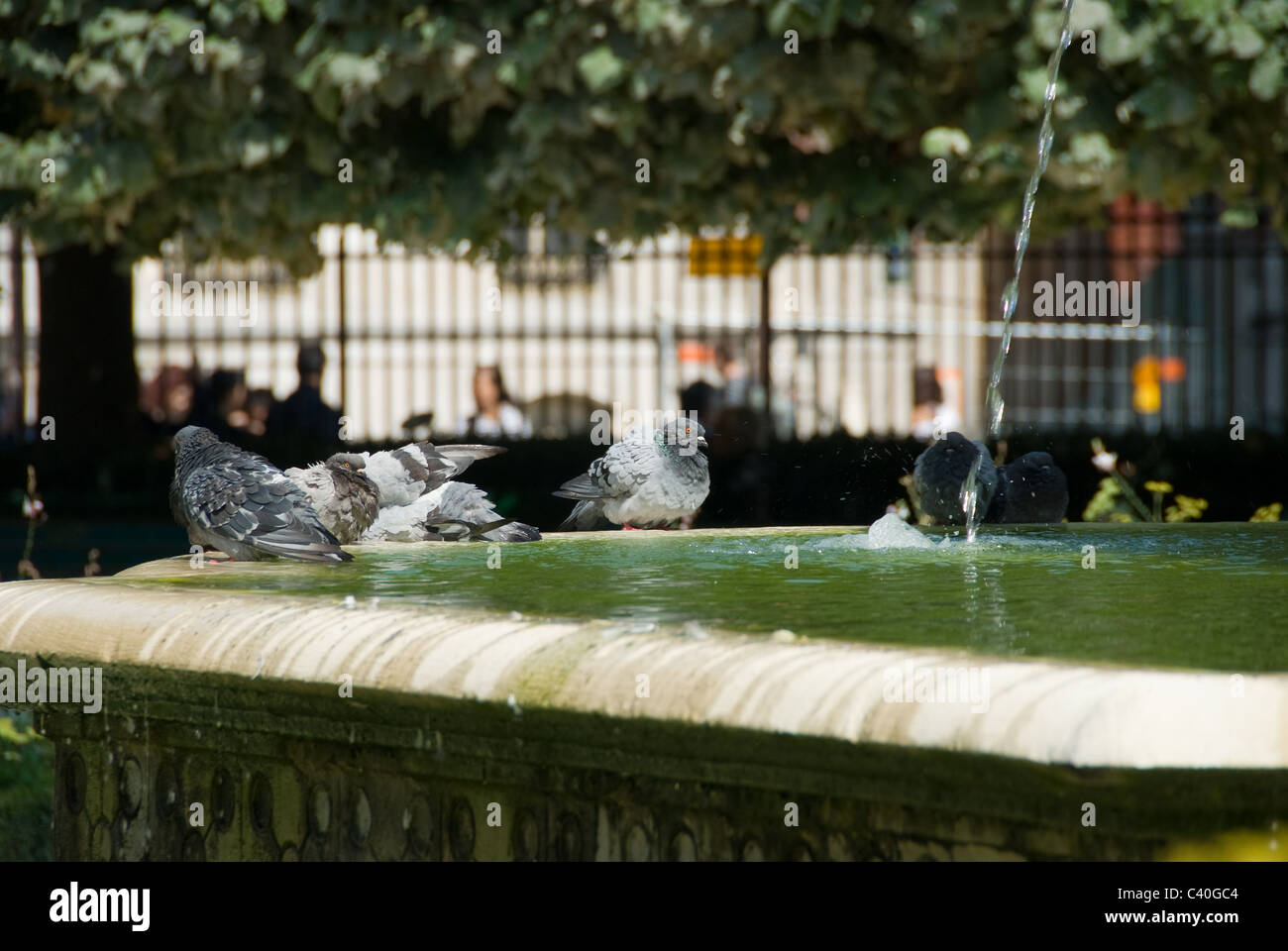 Les pigeons dans une fontaine Banque D'Images