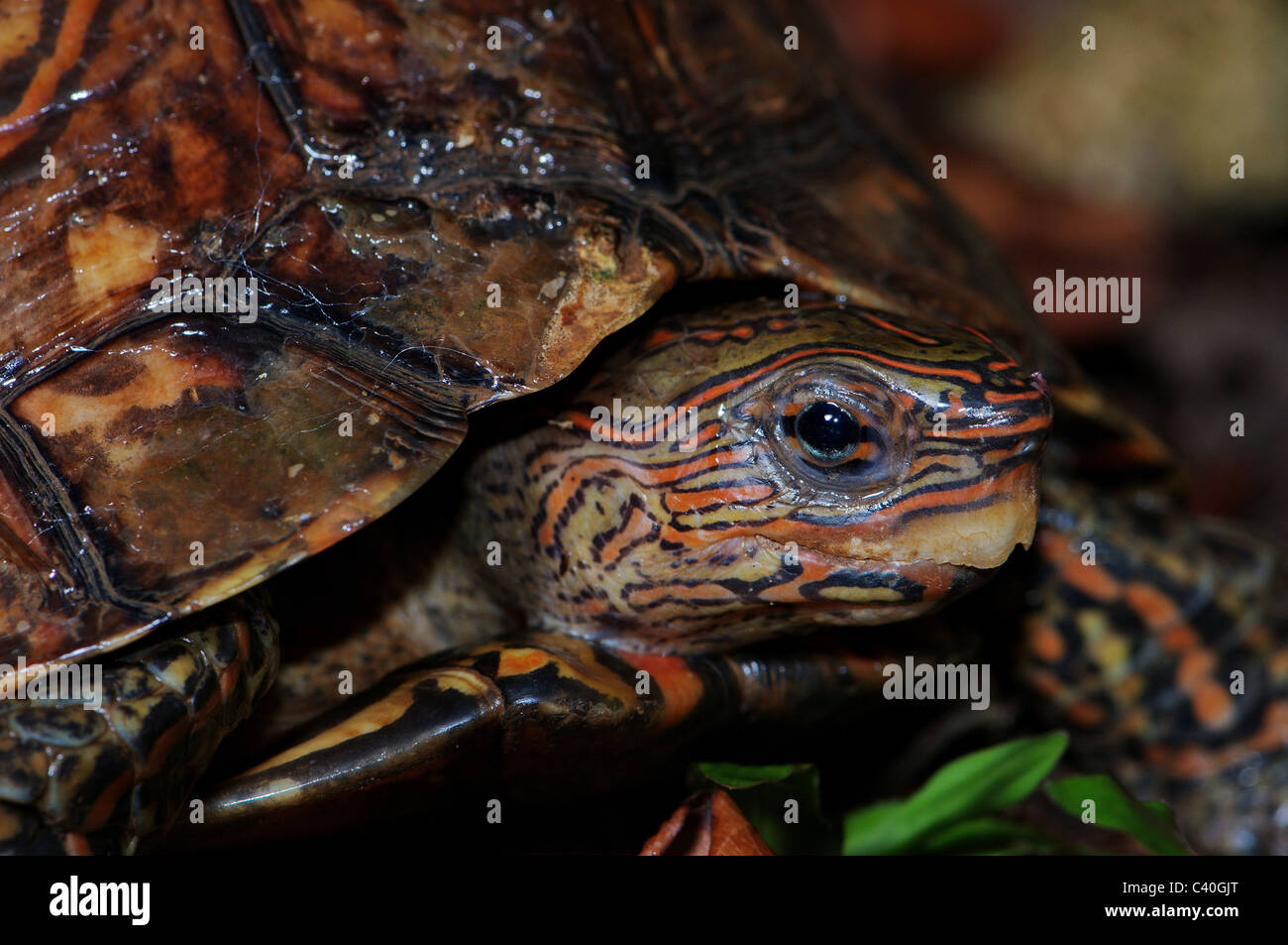 Tortue Peinte, tortue, Tortue des bois, Rhinoclemmys pulcherrima, reptiles, les reptiles, tropical, le Costa Rica, échelles, l'échelle, carapax Banque D'Images