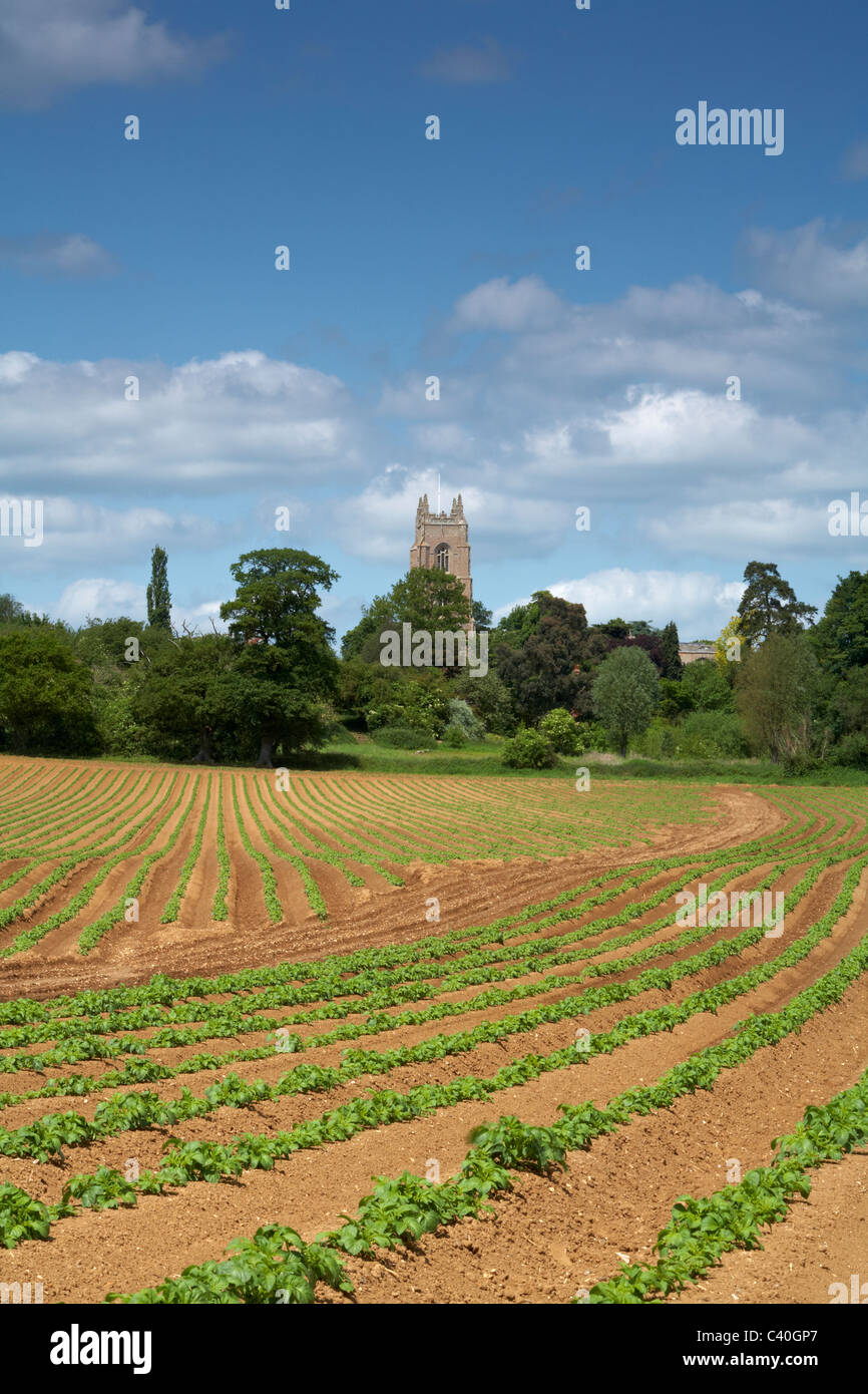 Grande-bretagne Angleterre Suffolk Stoke by Nayland Église de St Mary. Récolte de pommes de terre de plus en plus froncés printemps champ Banque D'Images