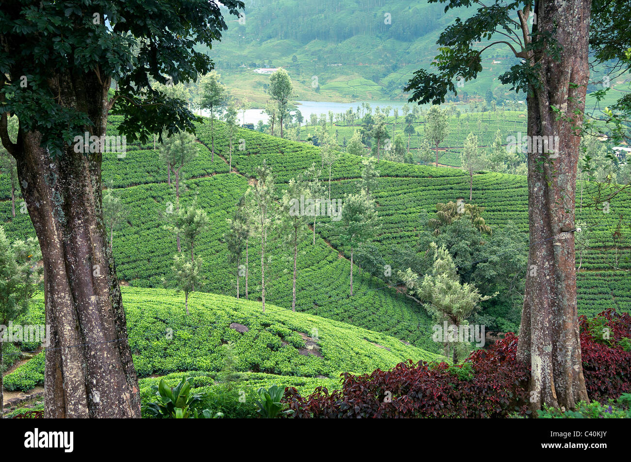 Dilma plantation de thé Castlereigh Lake Central Highlands Sri Lanka Banque D'Images