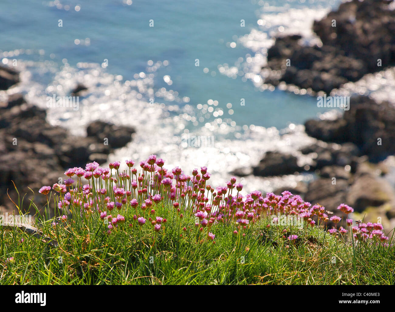 Thrift Armeria maritima poussant sur une falaise, la mer dans le Devon Banque D'Images