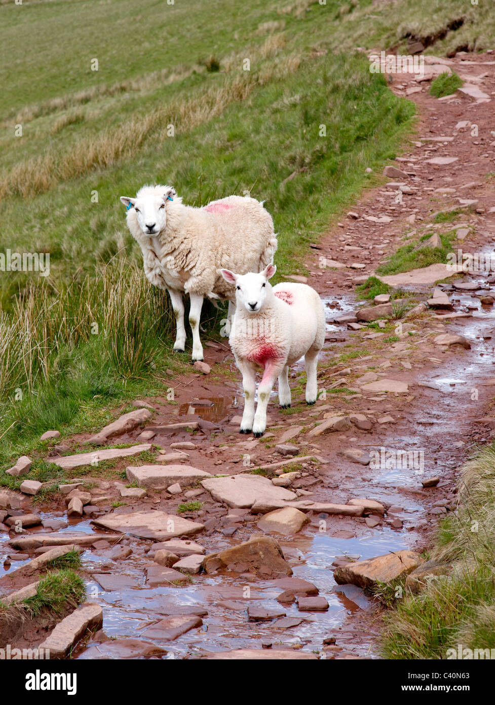 White face hill moutons sur une piste dans le parc national de Brecon Beacons au Pays de Galles du Sud Banque D'Images