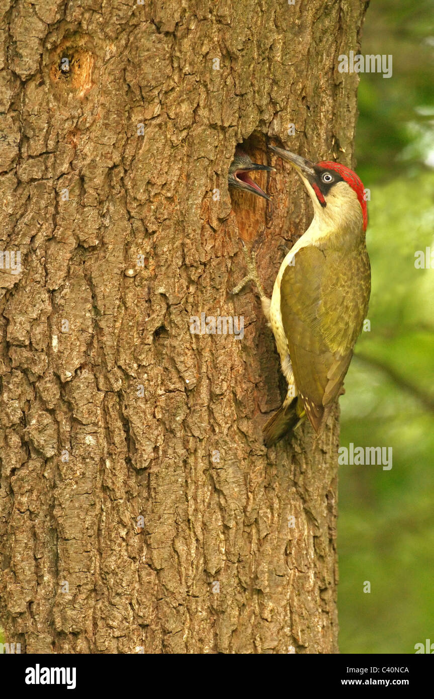 Pic vert mâle (Picus viridis) NOURRIR LES JUVÉNILES EN NID Banque D'Images