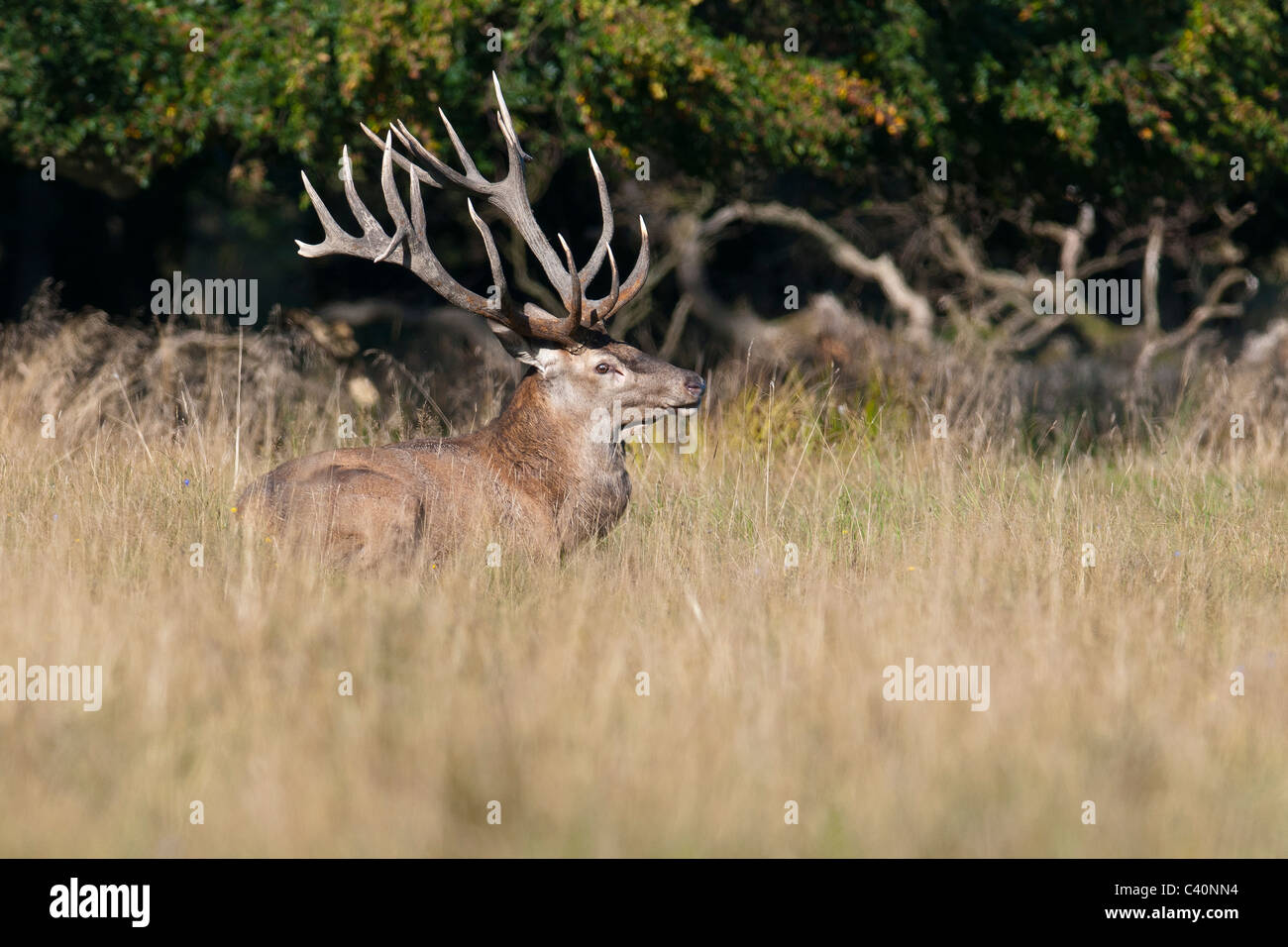 Red Deer buck, Cervus elaphus, allongé au soleil Banque D'Images