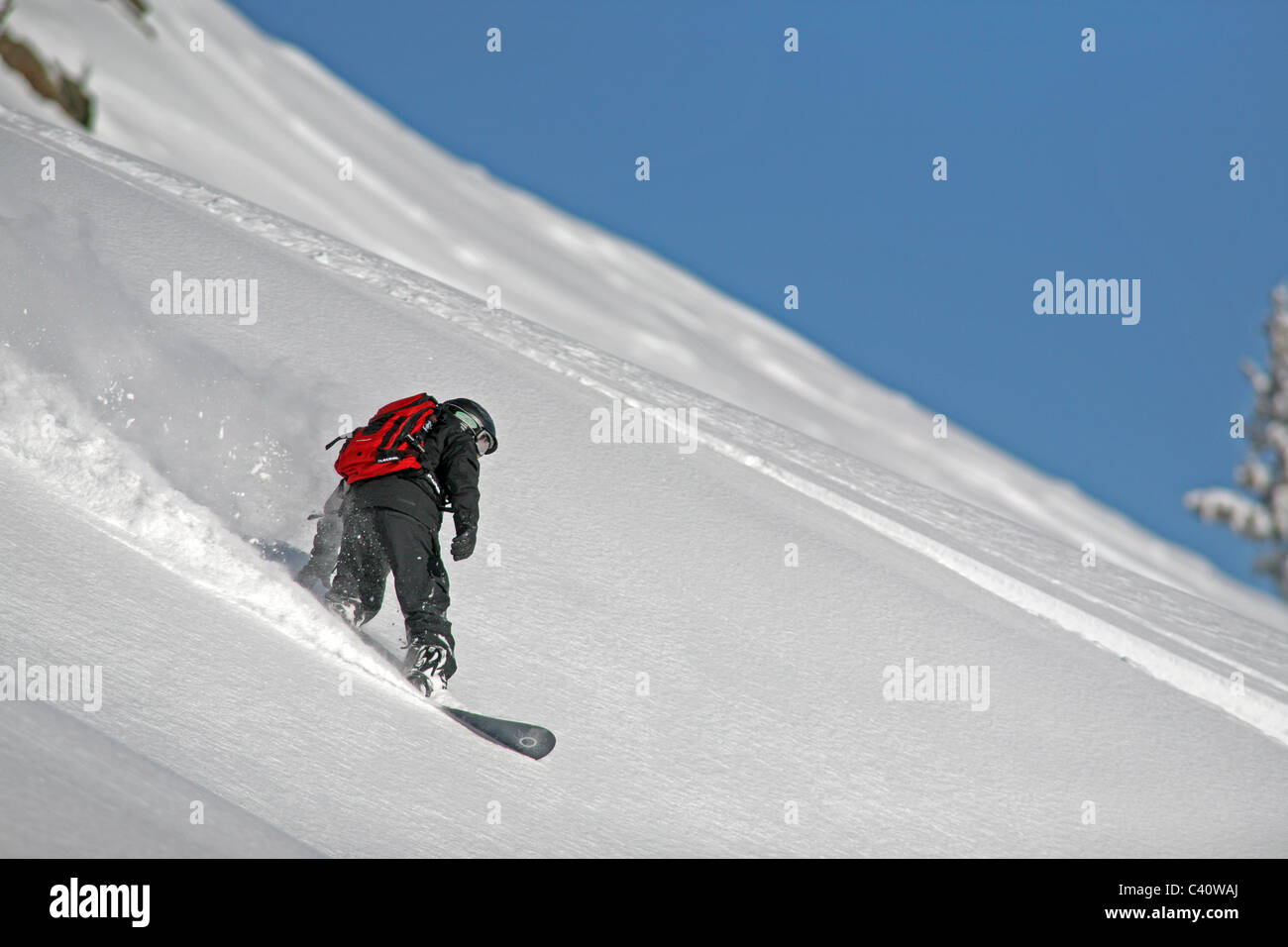 Snowboarder jouit de poudreuse fraîche, en hors piste de ski de Brighton. Salt Lake City, Utah, United States, Amérique du Nord Banque D'Images