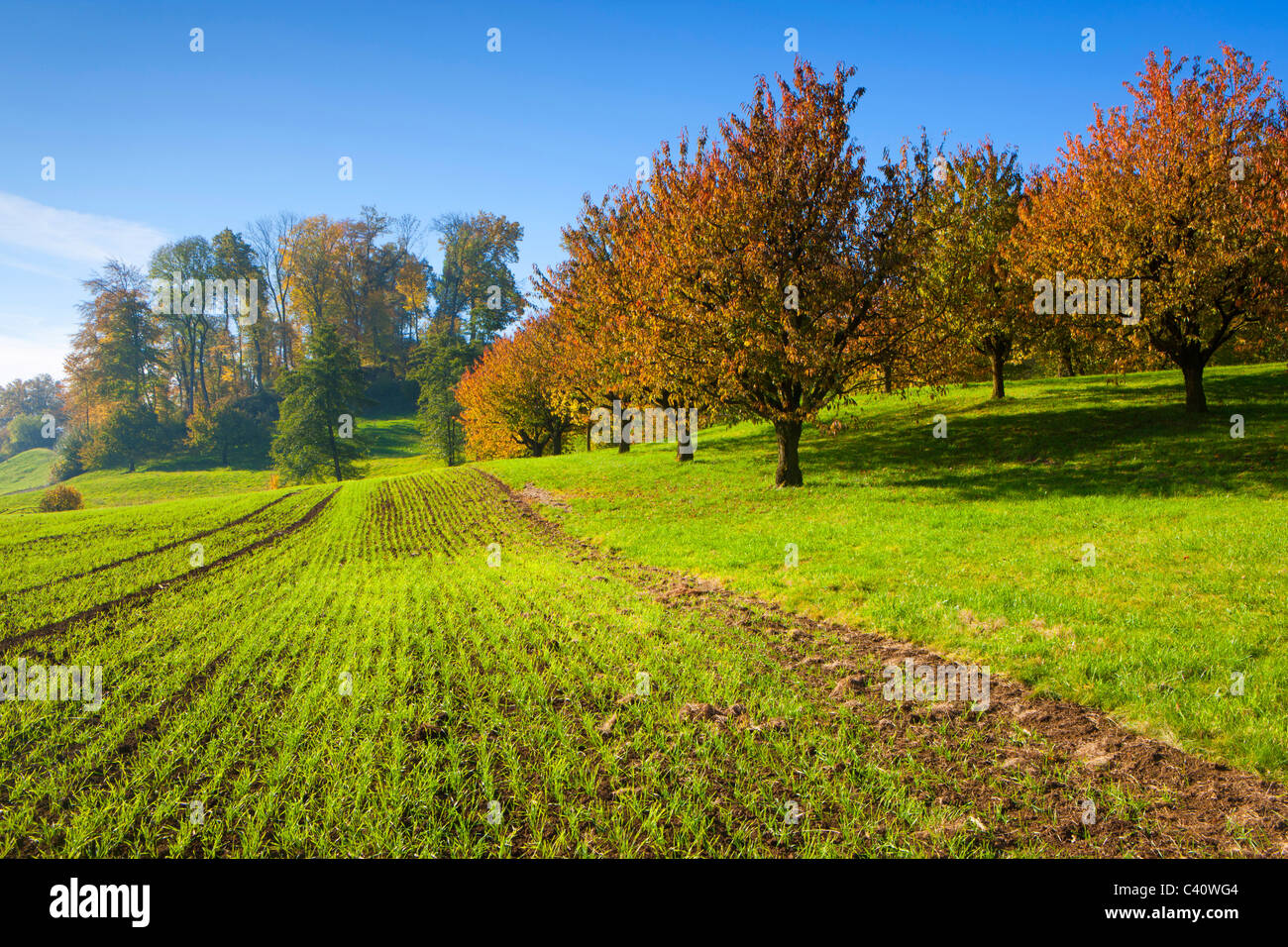 Gipf-Oberfrick, Suisse, Europe, canton d'Aargau, champ, arbres, feuillus, cerisiers, automne Banque D'Images