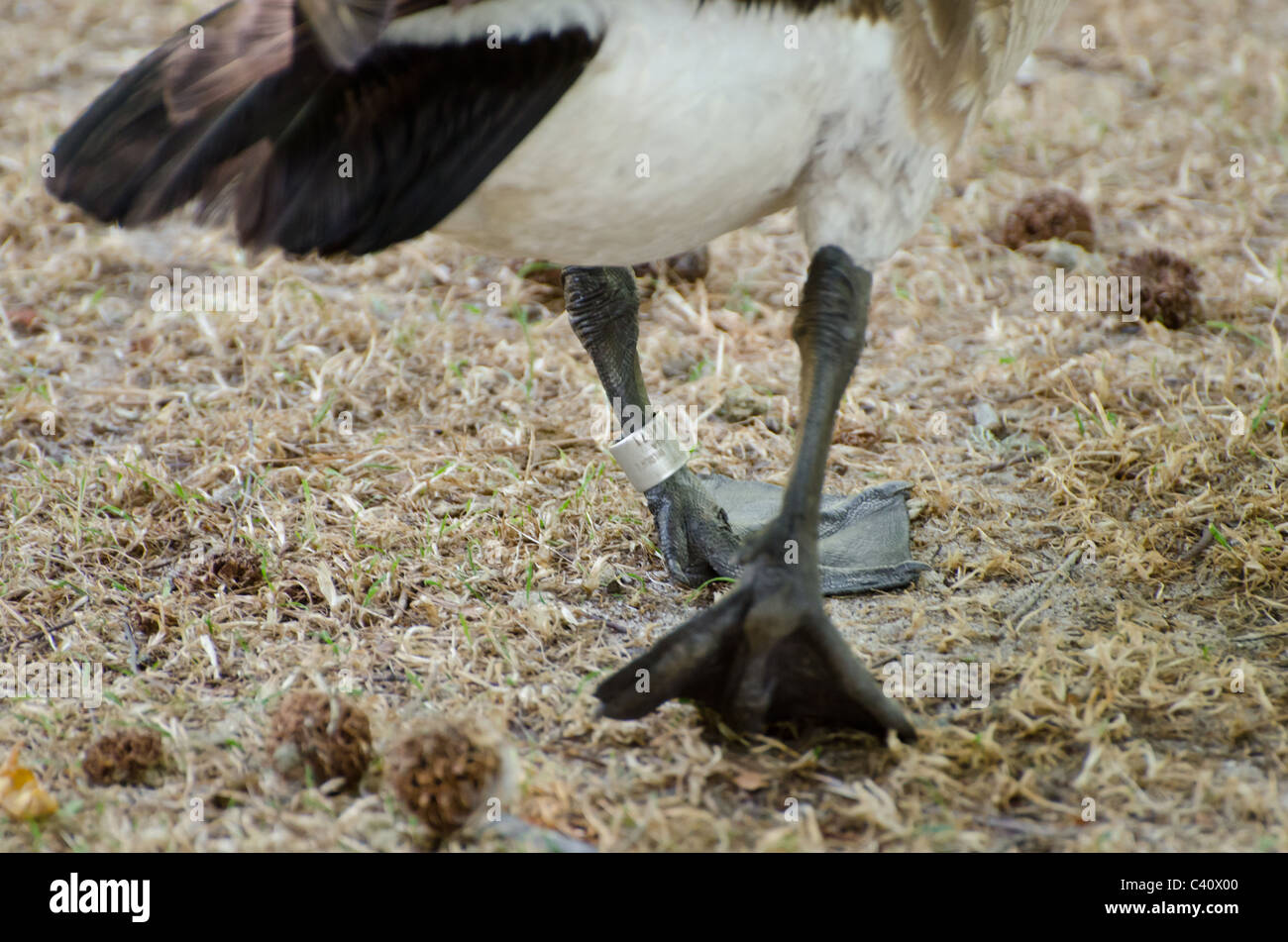 Tagged Goose jambes - Le suivi des migrations Banque D'Images