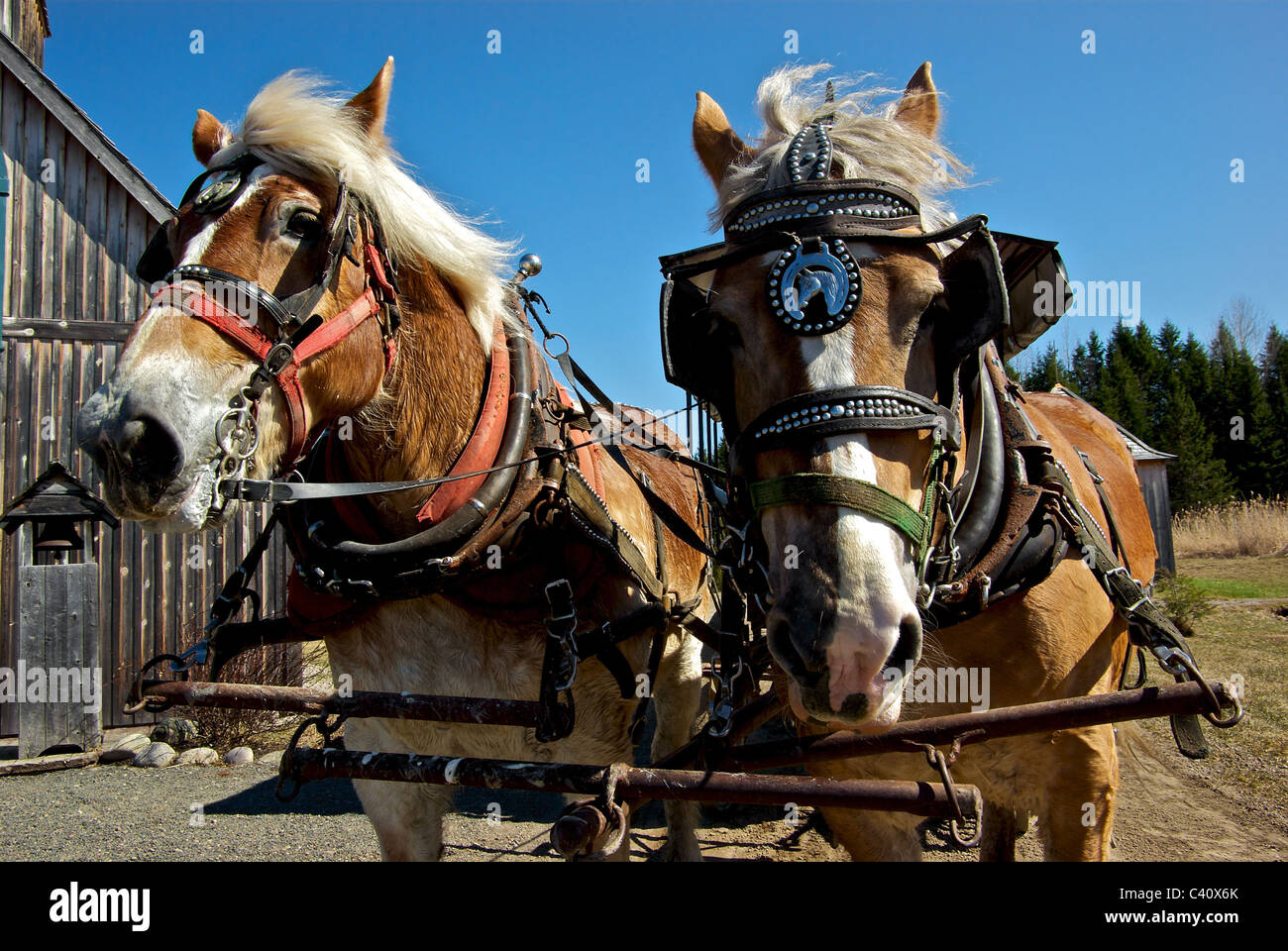 Transport chevaux Percheron film set église en bois à l'Auberge Le Baluchon outdoors adventure resort riviere du loup Banque D'Images