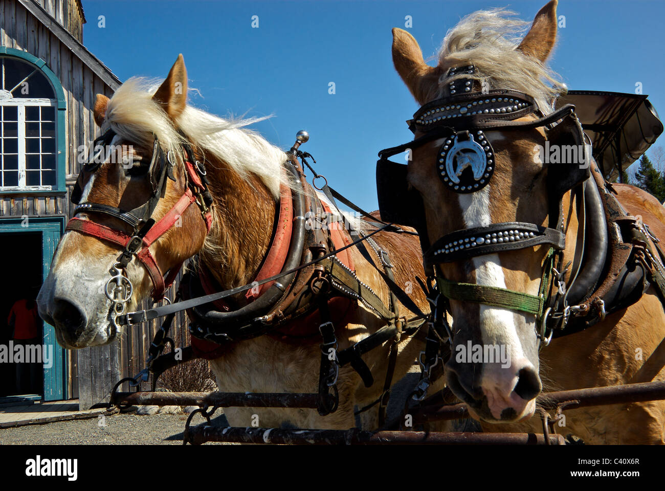 Transport chevaux Percheron film set église en bois à l'Auberge Le Baluchon outdoors adventure resort riviere du loup Banque D'Images
