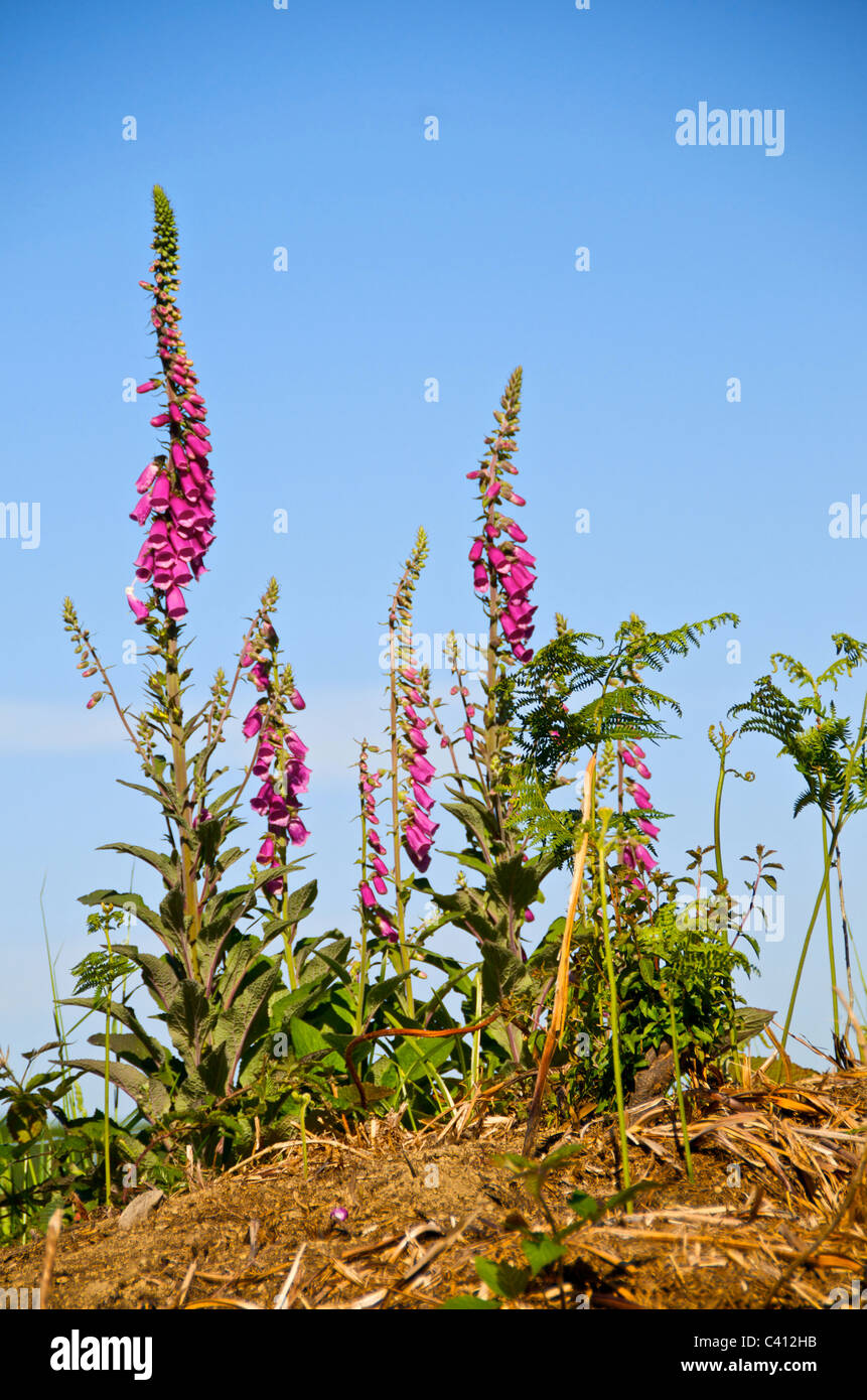 Digitalis purpurea (Politique digitale, digitale pourpre ou Lady's Glove), est une plante de la famille Plantaginaceae Banque D'Images