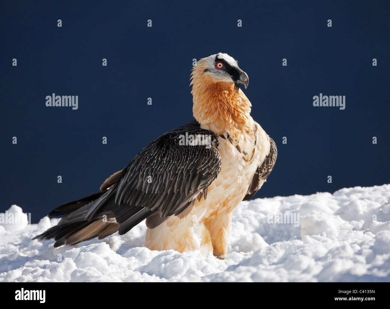 Vautour gypaète barbu, (LIC)). Des profils debout dans la neige. L'Espagne. Banque D'Images Vautour gypaète barbu, (LIC)). Des profils debout dans la neige. L'Espagne. Banque D'Images