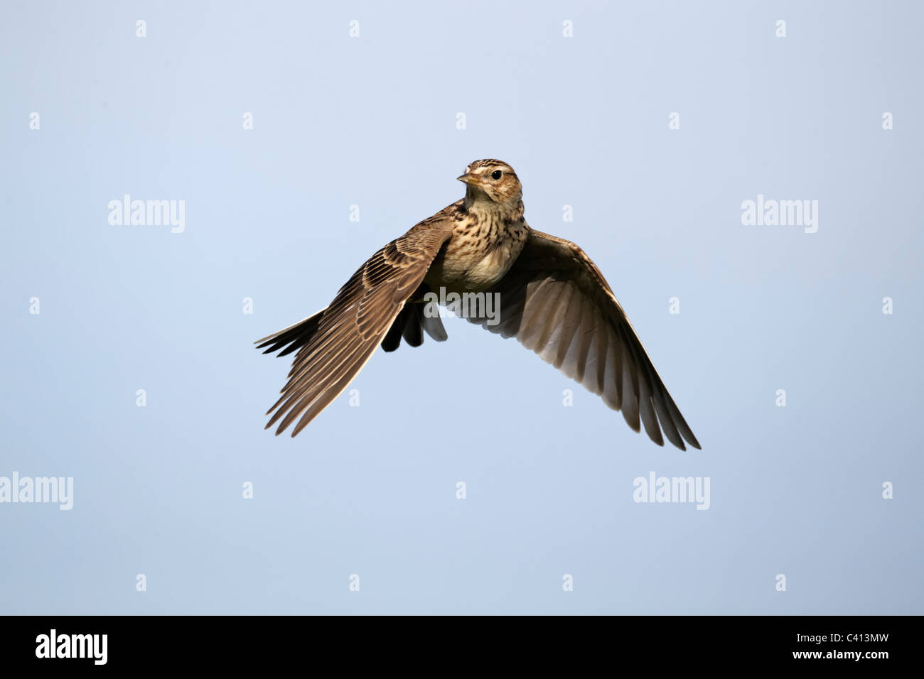Alouette des champs, Alauda arvensis, seul oiseau en vol, Midlands, Avril 2011 Banque D'Images