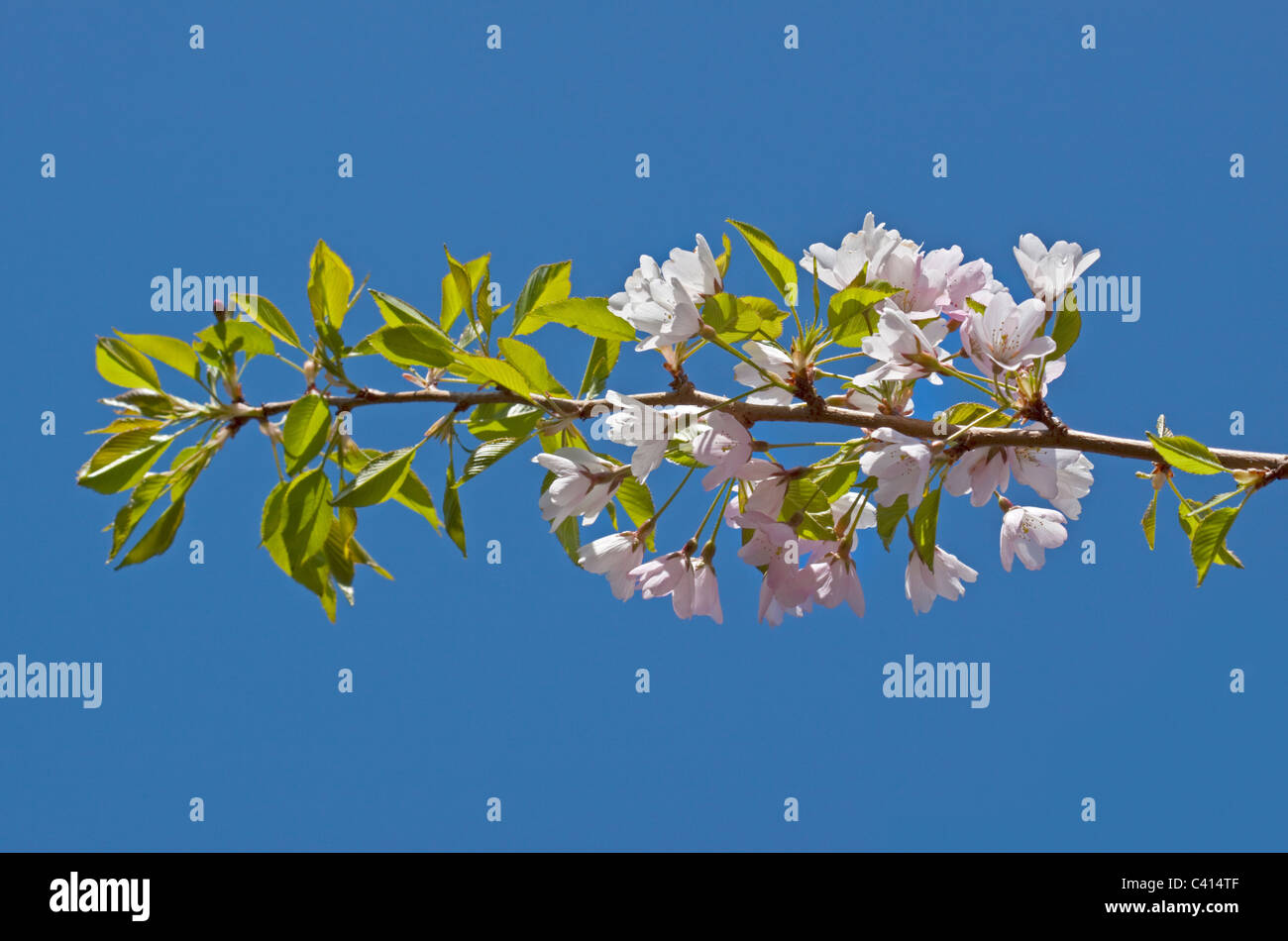 Prunus (Shell Rose Fleur de cerisier d'ornement) Banque D'Images