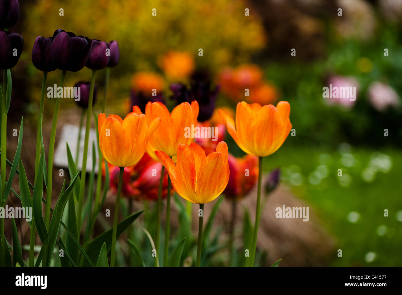 Tulipa 'General de Wet' avec Tulipa 'Reine de la nuit' Banque D'Images