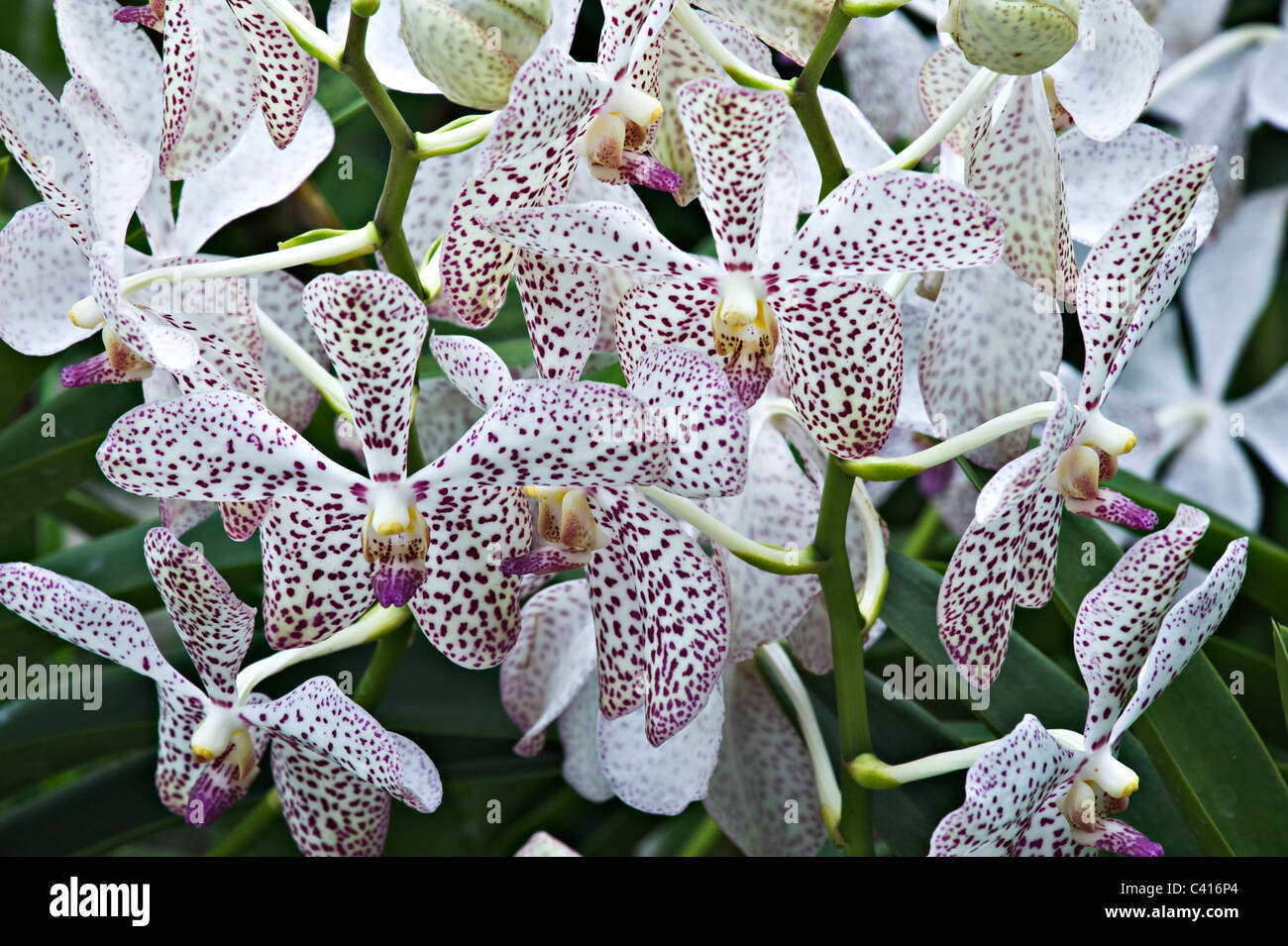 Hybrides de Cattleya Orchid fleurs dans le National Orchid Garden Singapour République de Singapour Asie Banque D'Images