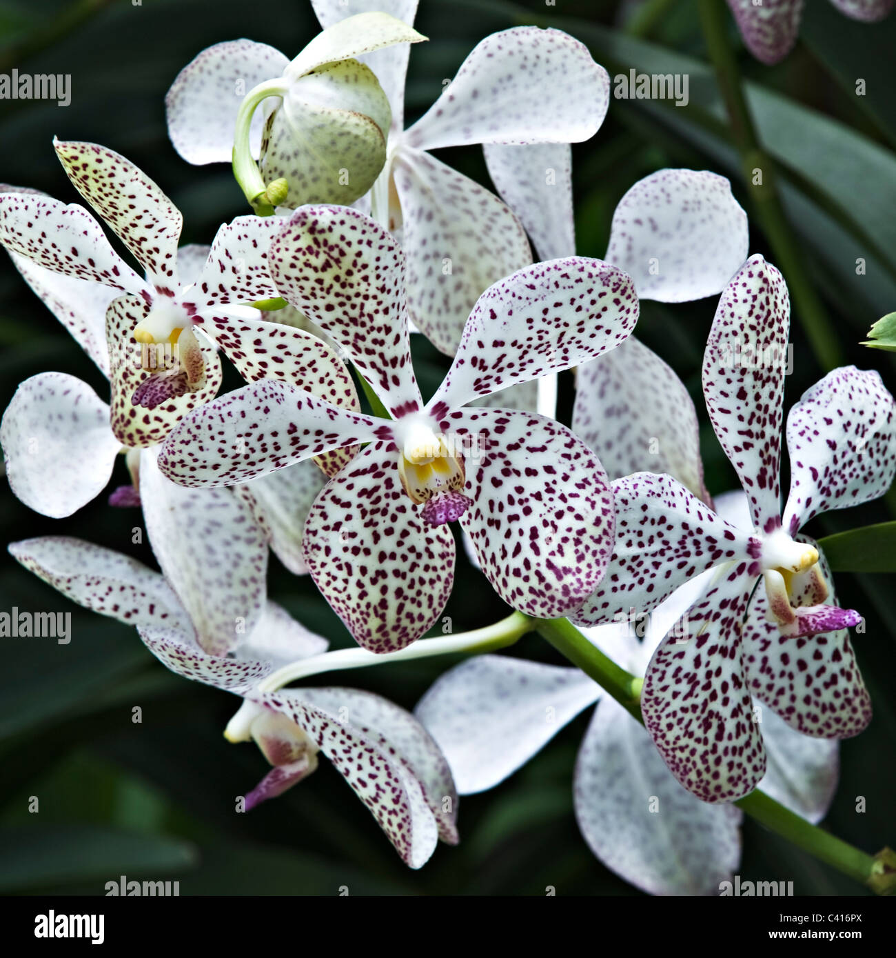 Hybrides de Cattleya Orchid fleurs dans le National Orchid Garden Singapour République de Singapour Asie Banque D'Images