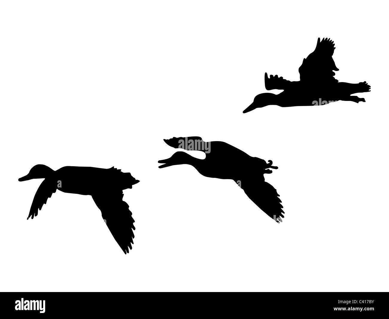 Trois canards colverts en vol Banque D'Images