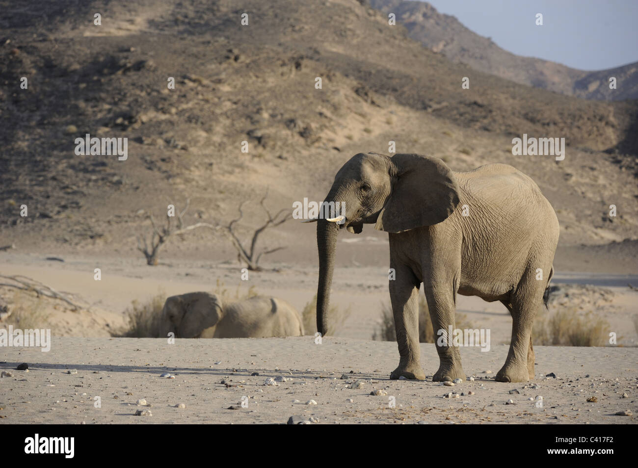 Les éléphants du désert, Loxodonta africana, Hoanib rivière à sec, la Namibie, l'Afrique, Janvier 2011 / Wüstenelefanten Banque D'Images