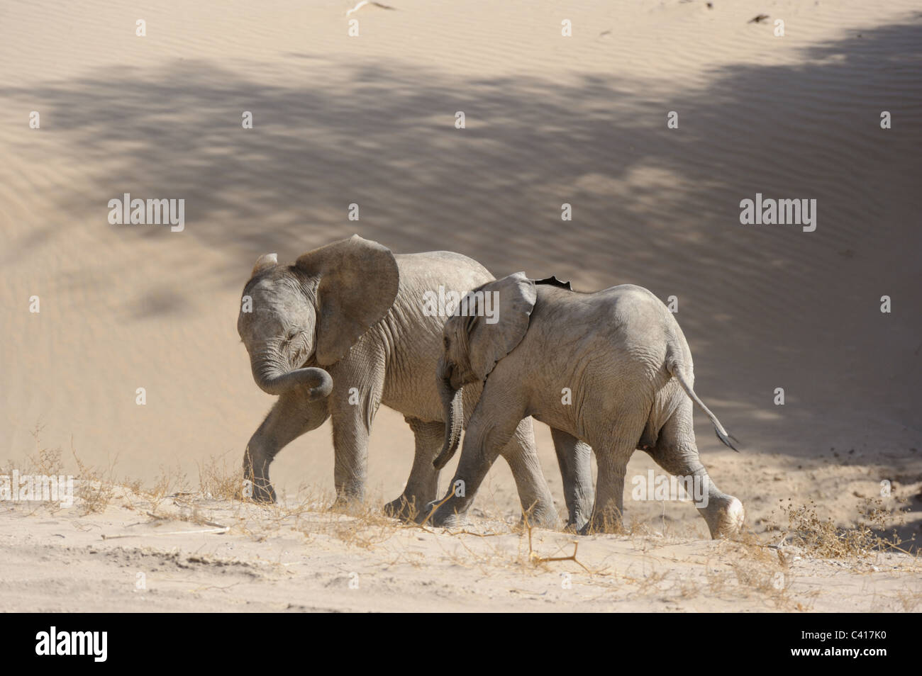 Les éléphants du désert, Loxodonta africana, Hoanib rivière à sec, la Namibie, l'Afrique, Janvier 2011 / Wüstenelefanten Banque D'Images