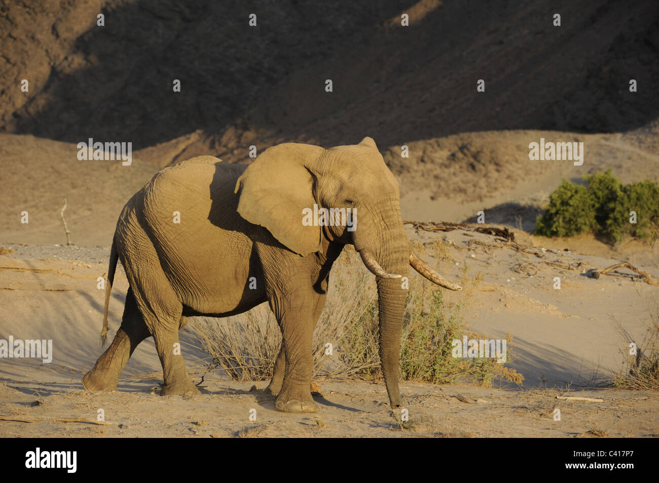 Les éléphants du désert, Loxodonta africana, Hoanib rivière à sec, la Namibie, l'Afrique, Janvier 2011 / Wüstenelefanten Banque D'Images