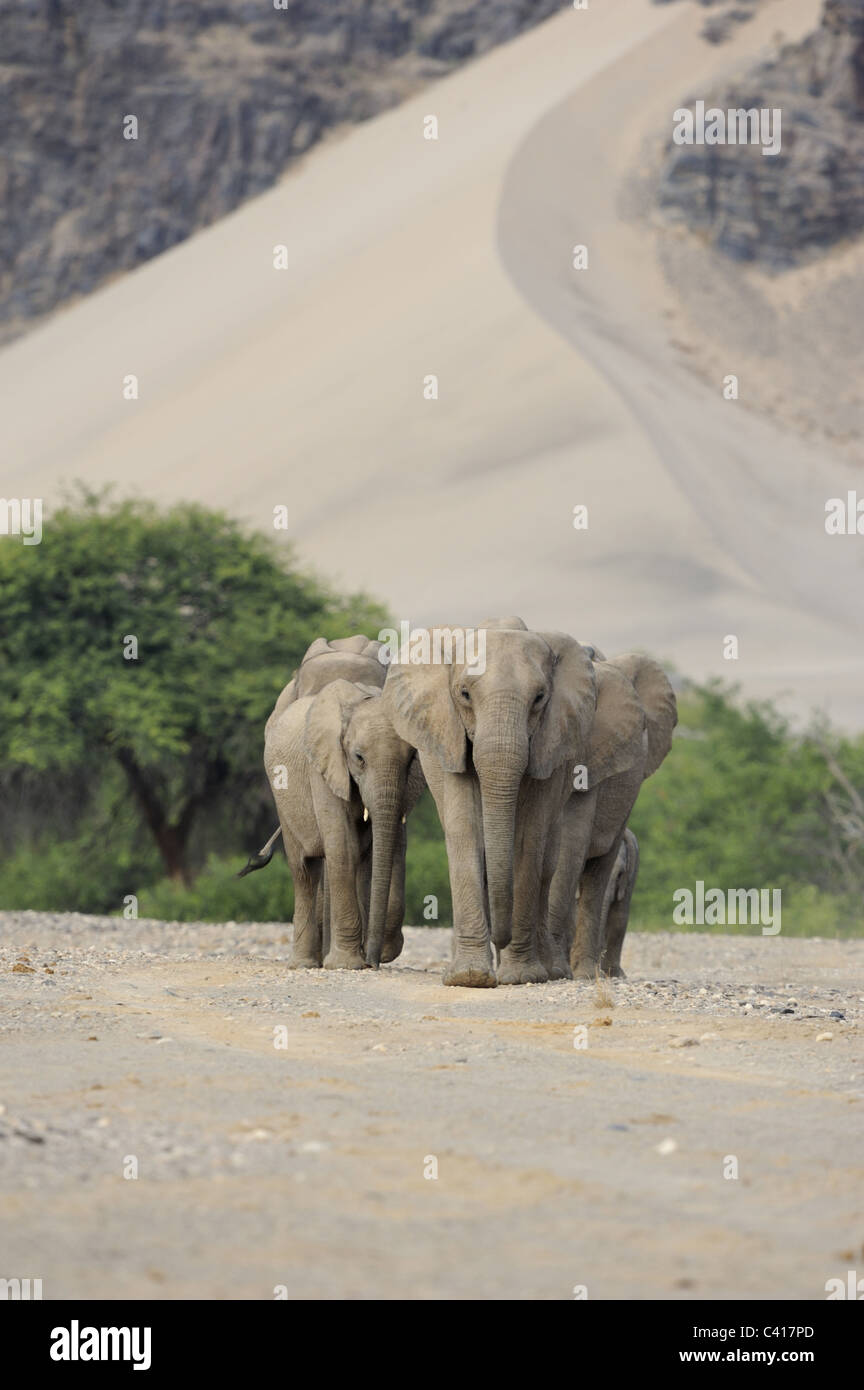 Les éléphants du désert, Loxodonta africana, Hoanib rivière à sec, la Namibie, l'Afrique, Janvier 2011 / Wüstenelefanten Banque D'Images