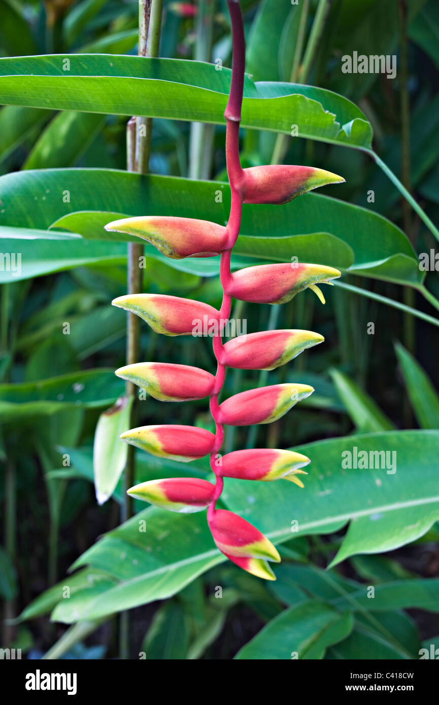 Heliconia rouge et jaune des fleurs dans le jardin national botanique de Singapour République de Singapour Asie Banque D'Images