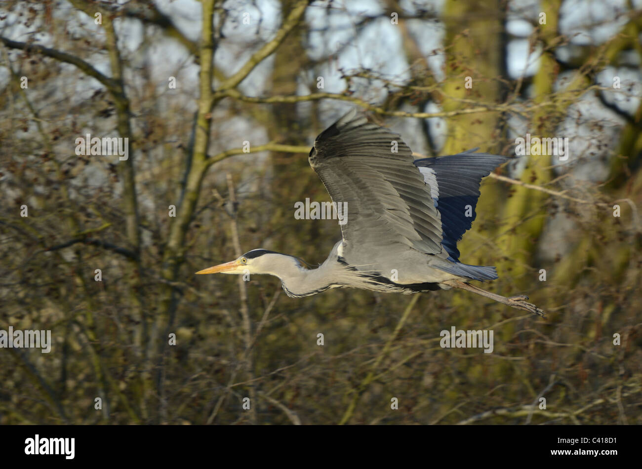 Héron cendré Ardea cinerea, Ümminger Voir, Bochum, Allemagne, Europe, mars 2011 / Graureiher Banque D'Images