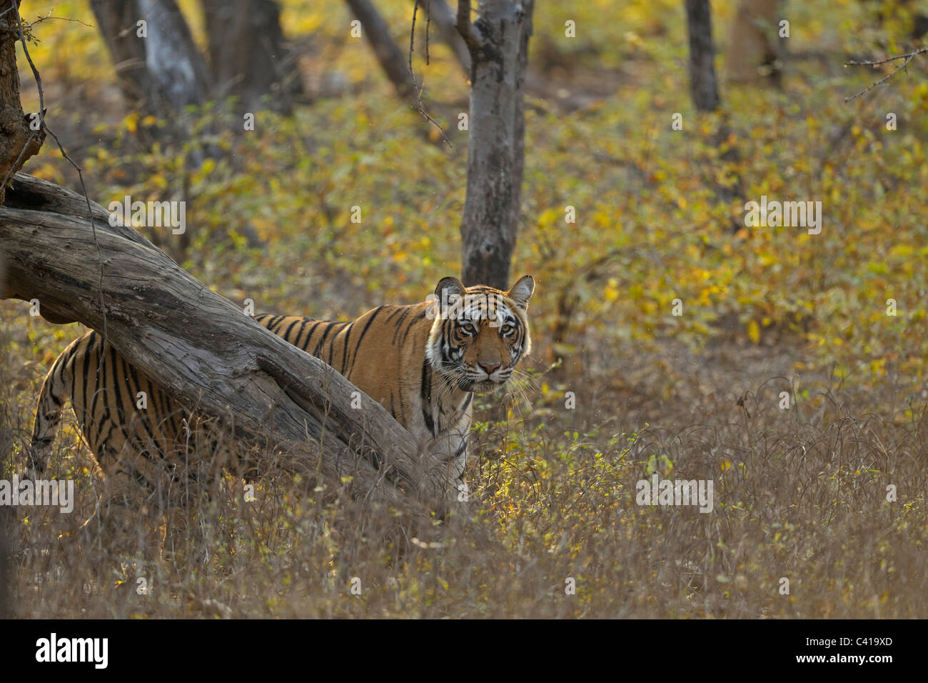 Tigre d'un collier émetteur traque ses proies dans son habitat dans le parc national de Ranthambhore, Inde Banque D'Images