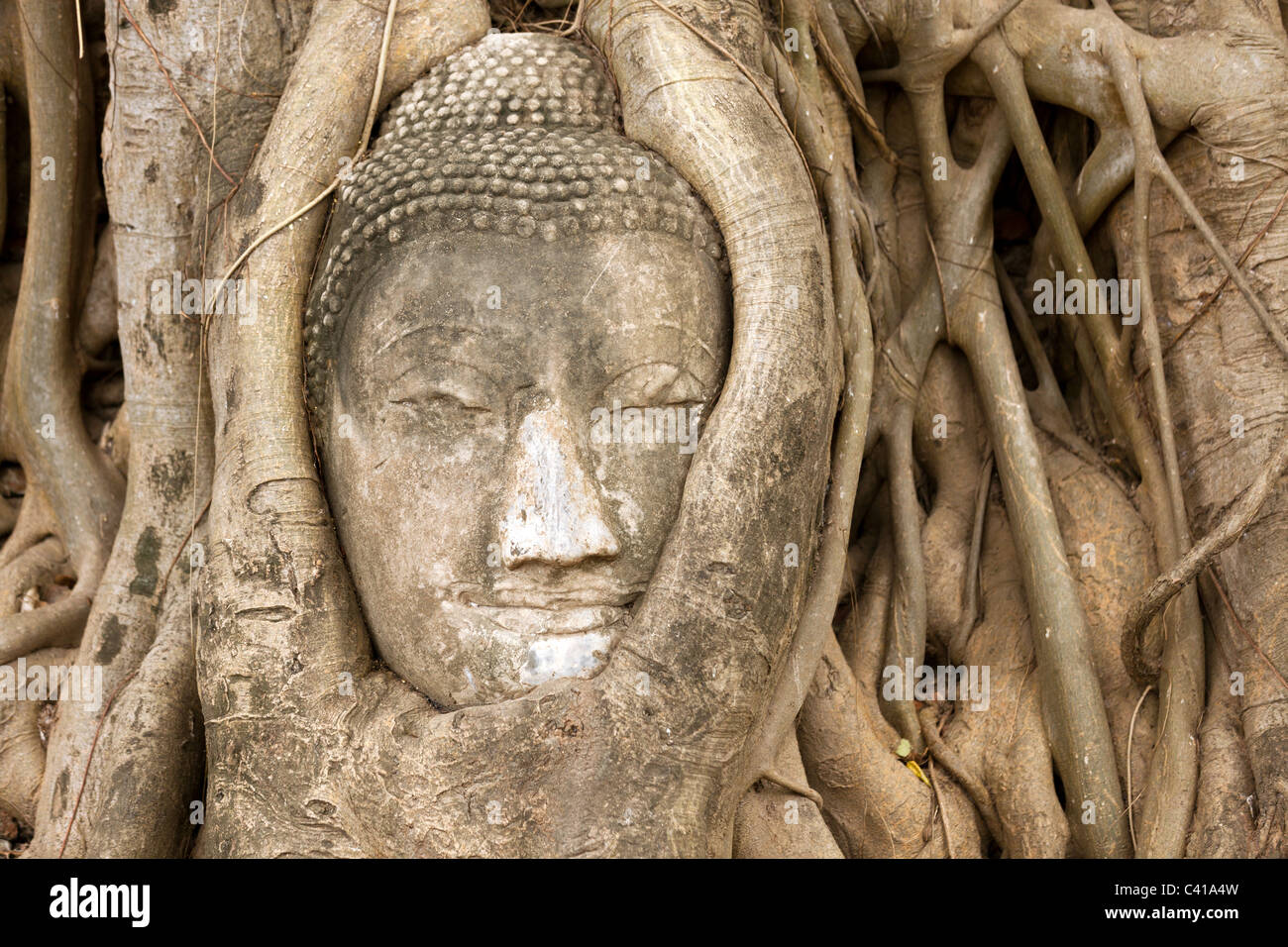Tête de bouddha en grès entouré de Fig Tree roots au temple Wat Mahathat, Ayutthaya, Thaïlande Banque D'Images