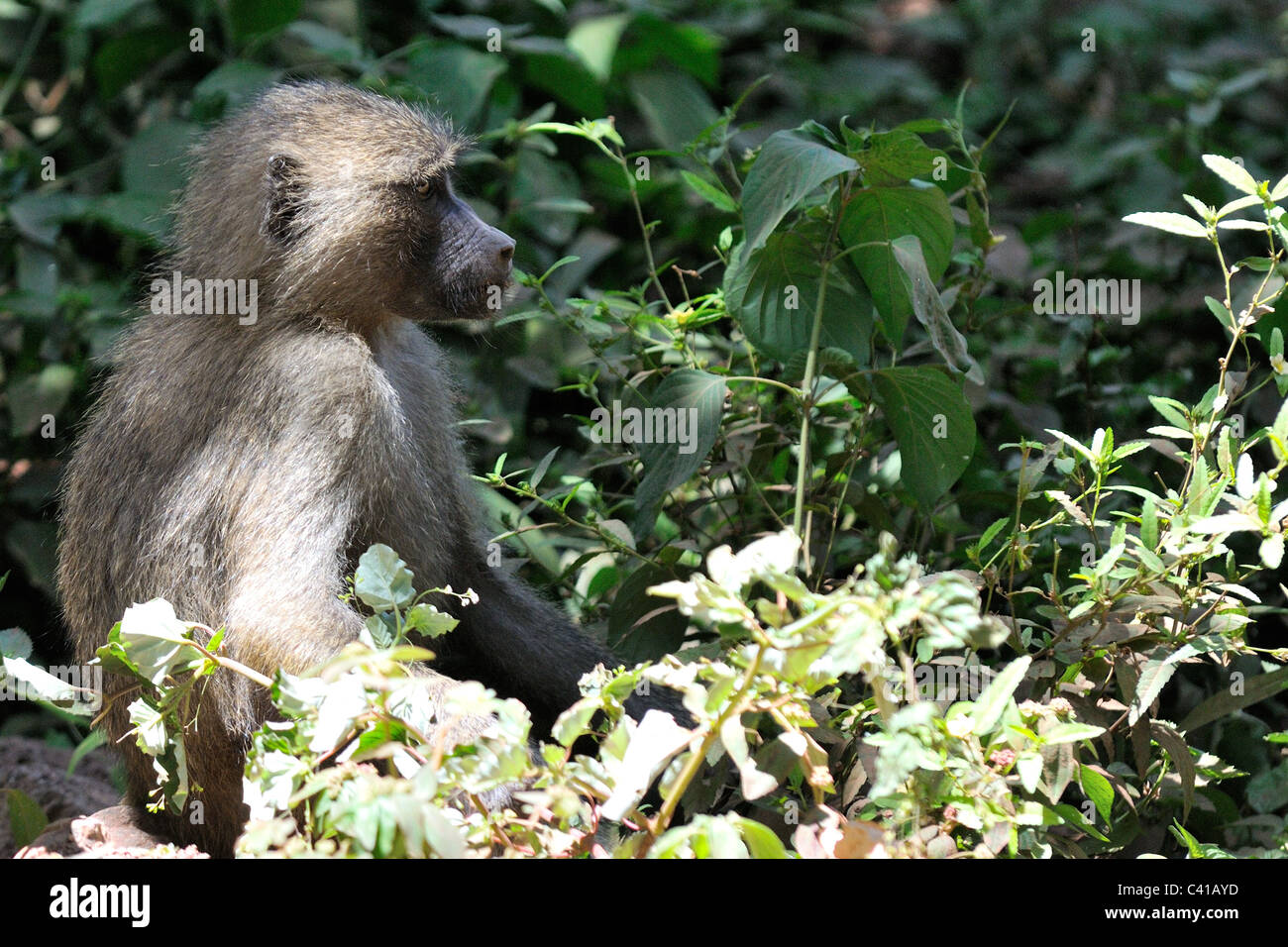 Le babouin à Manyara, Tanzania Banque D'Images