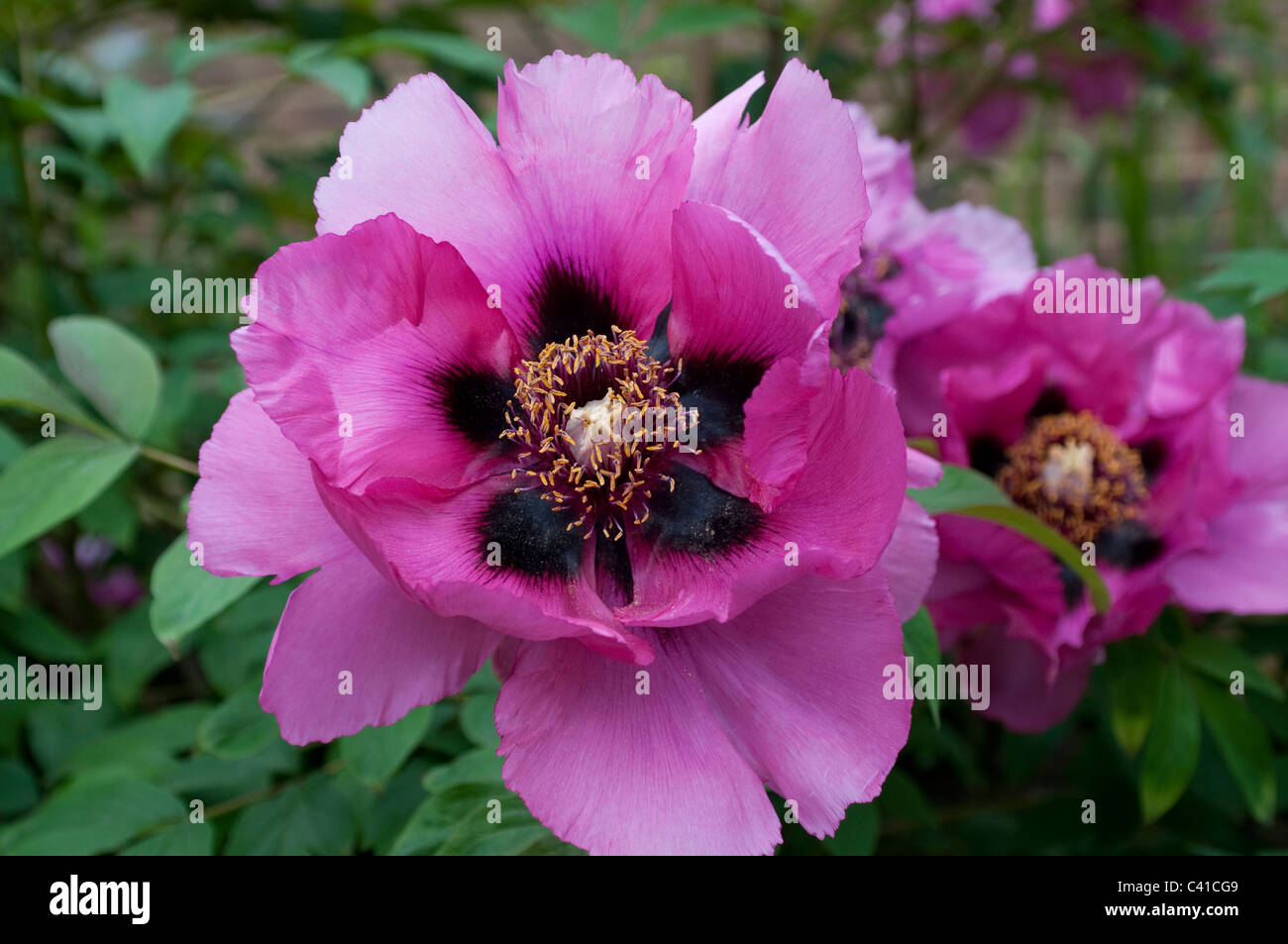 Fleurs de pivoine Banque D'Images