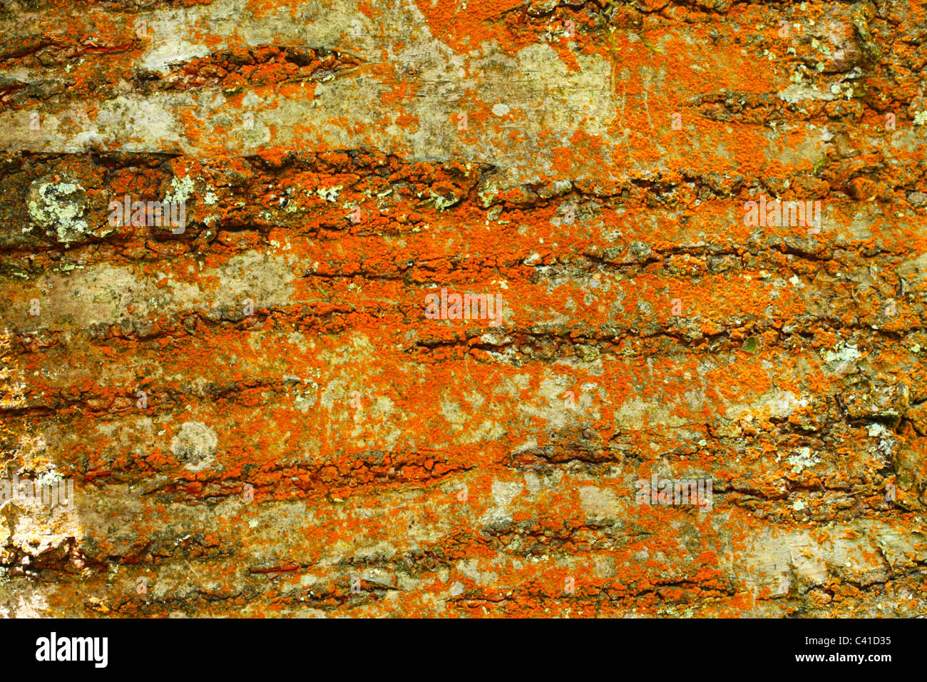 Lichen Orange ou Trentepohlia algue sur un arbre, le bouleau verruqueux Betula pendula. Banque D'Images