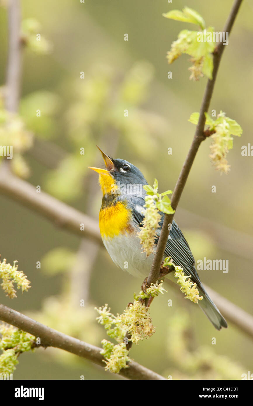 Le chant de la Paruline Paruline à collier - verticale Banque D'Images