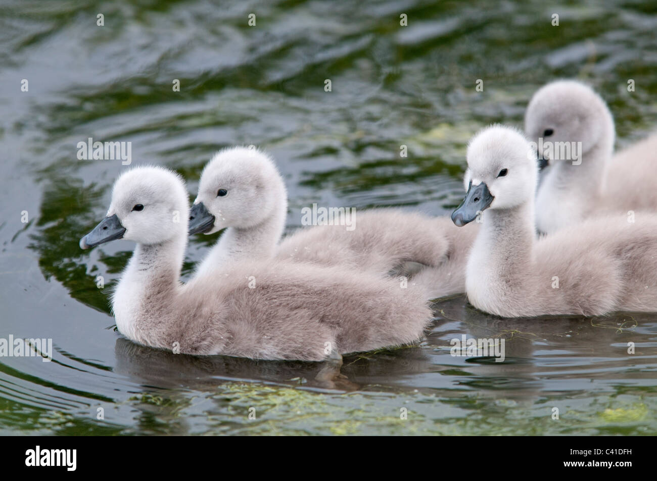 Famille de cygnets après les premiers jours de la vie sur un étang à Loughborough, Leicestershire, UK Banque D'Images