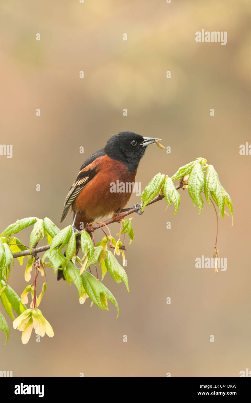 Oriole des vergers avec ver en érable Banque D'Images Oriole des vergers avec ver en érable Banque D'Images