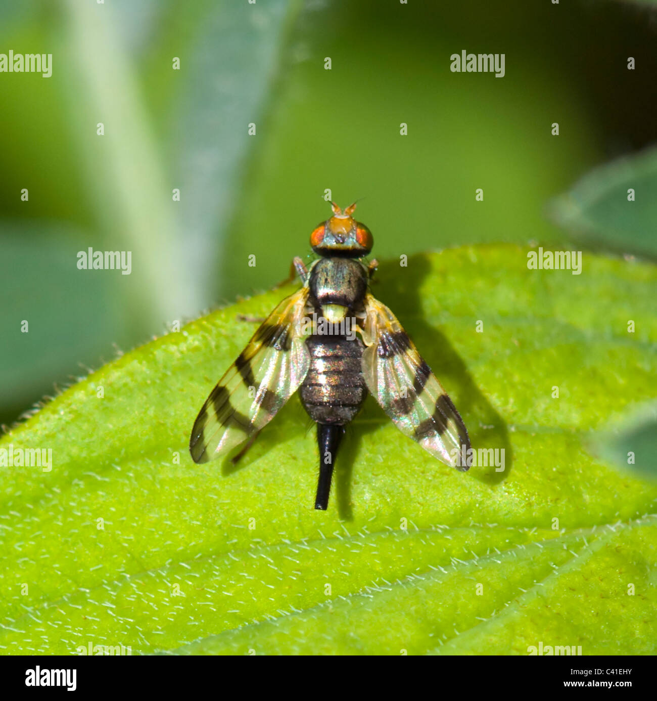 Picture-Winged Fly (Urophora quadrifasciata), Hampshire, Royaume-Uni Banque D'Images