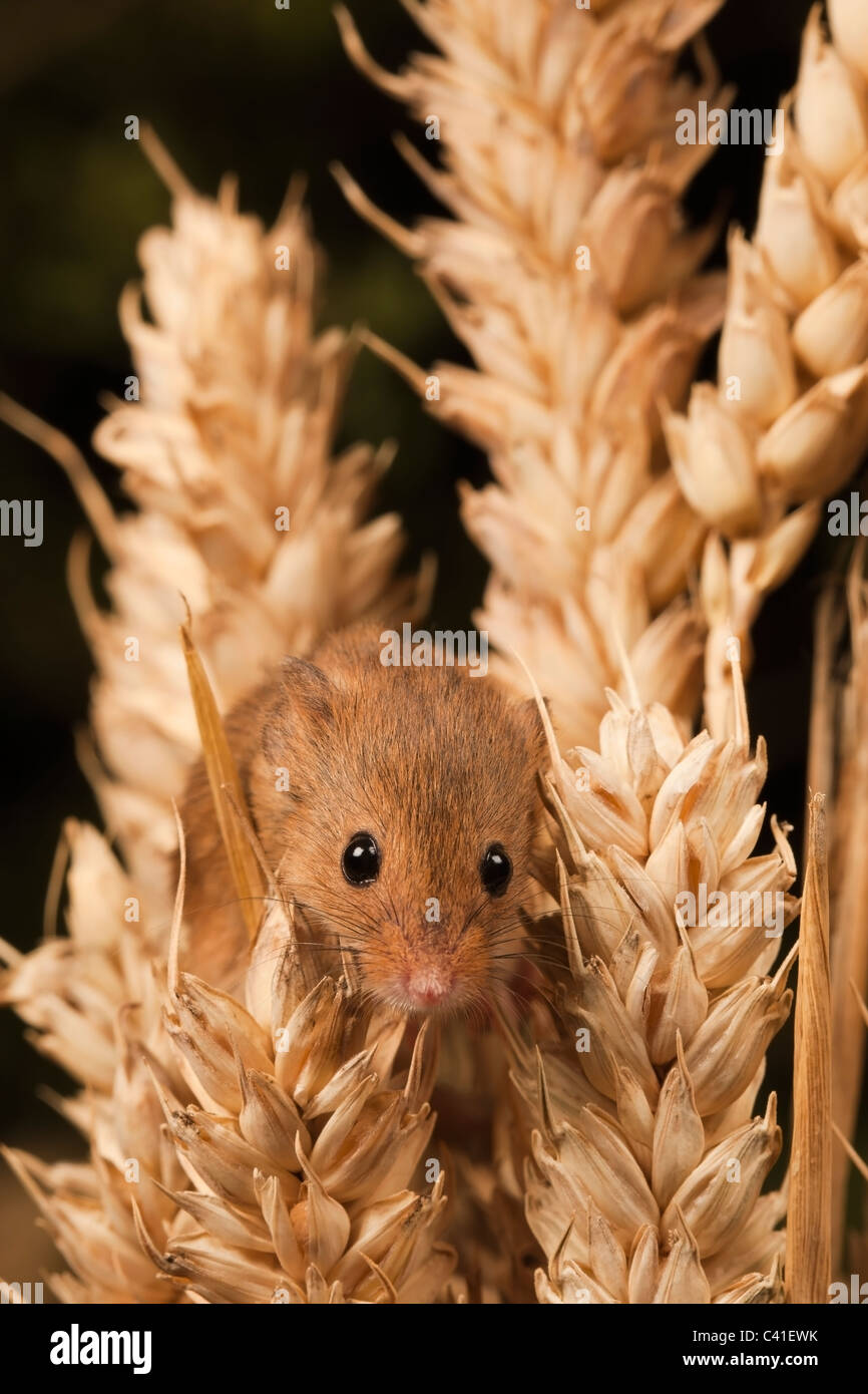 Micromys minutus [souris] dans la récolte de céréales de blé, portrait Banque D'Images
