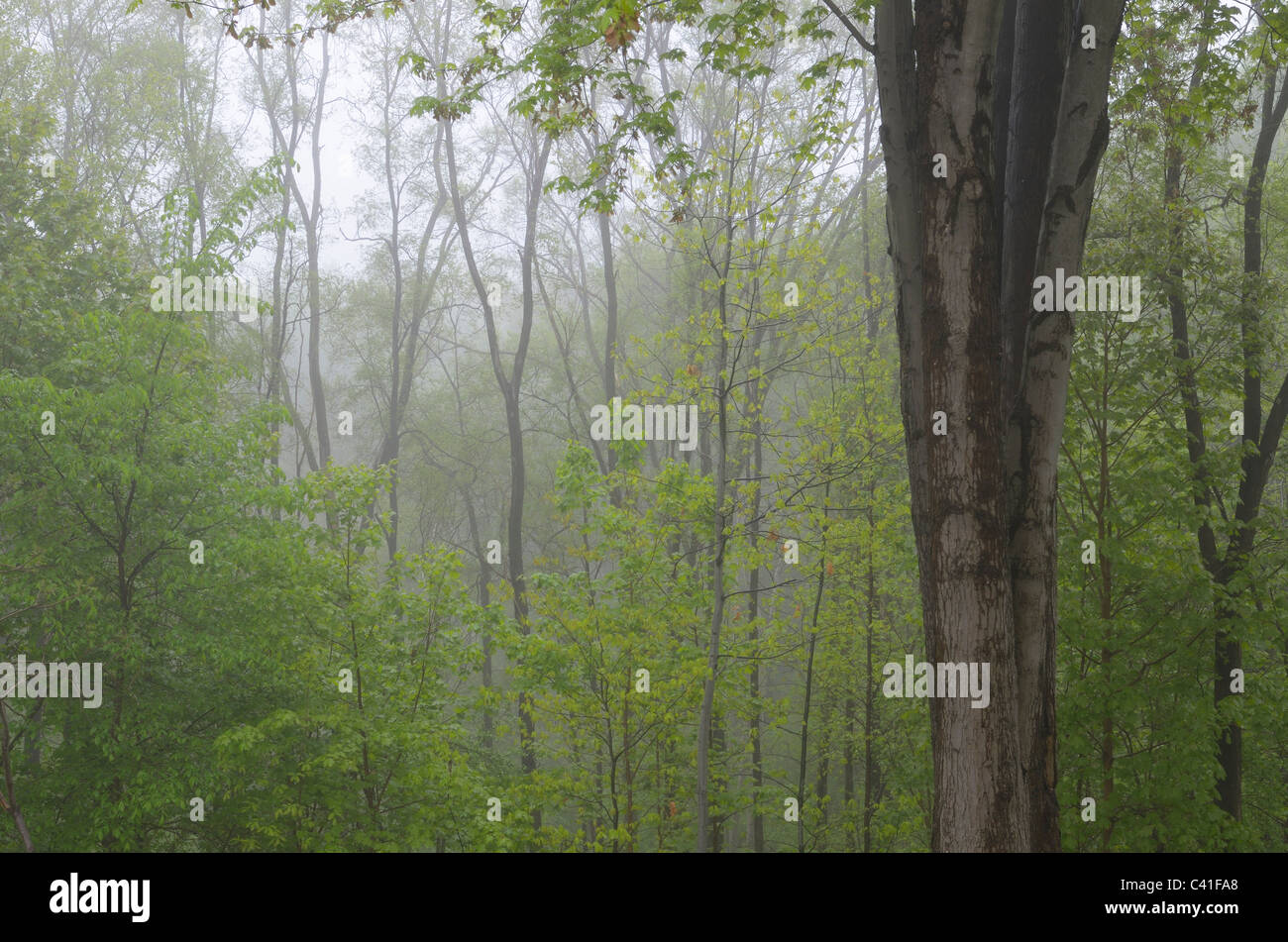 Vue sur les arbres dans une forêt sur un matin brumeux au printemps Banque D'Images