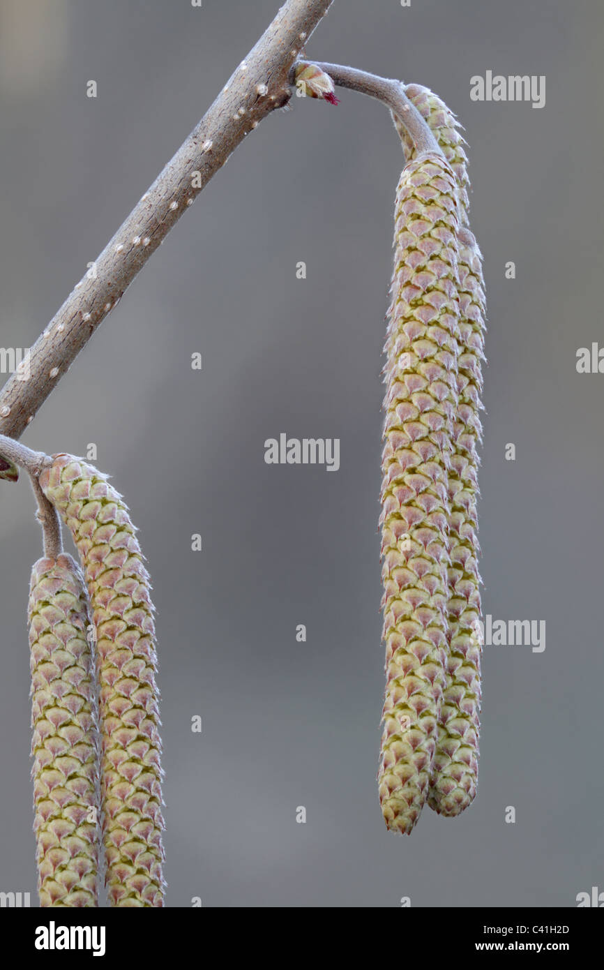 Les fleurs mâles et femelles d'hazelbert, Corylus sp. Banque D'Images