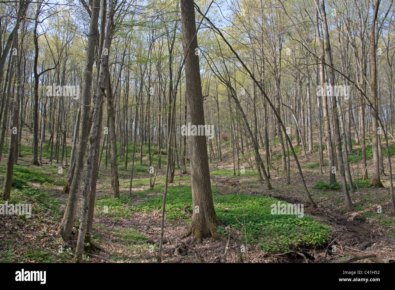 Ruisseau traversant le sommet de la forêt sucre érable Acer saccharum & American Beech Fagus grandifolia E USA, par Carol Dembinsky/Dembinsky photo Assoc Banque D'Images