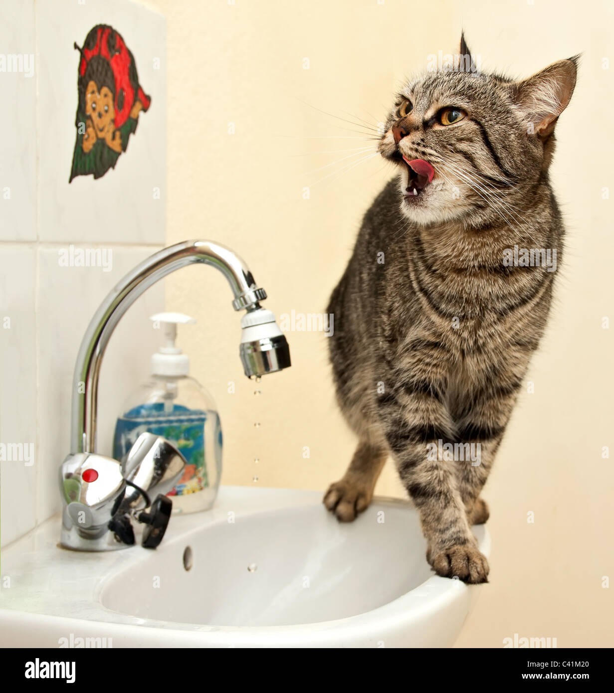 Chat européen boit de l'eau du robinet. Banque D'Images