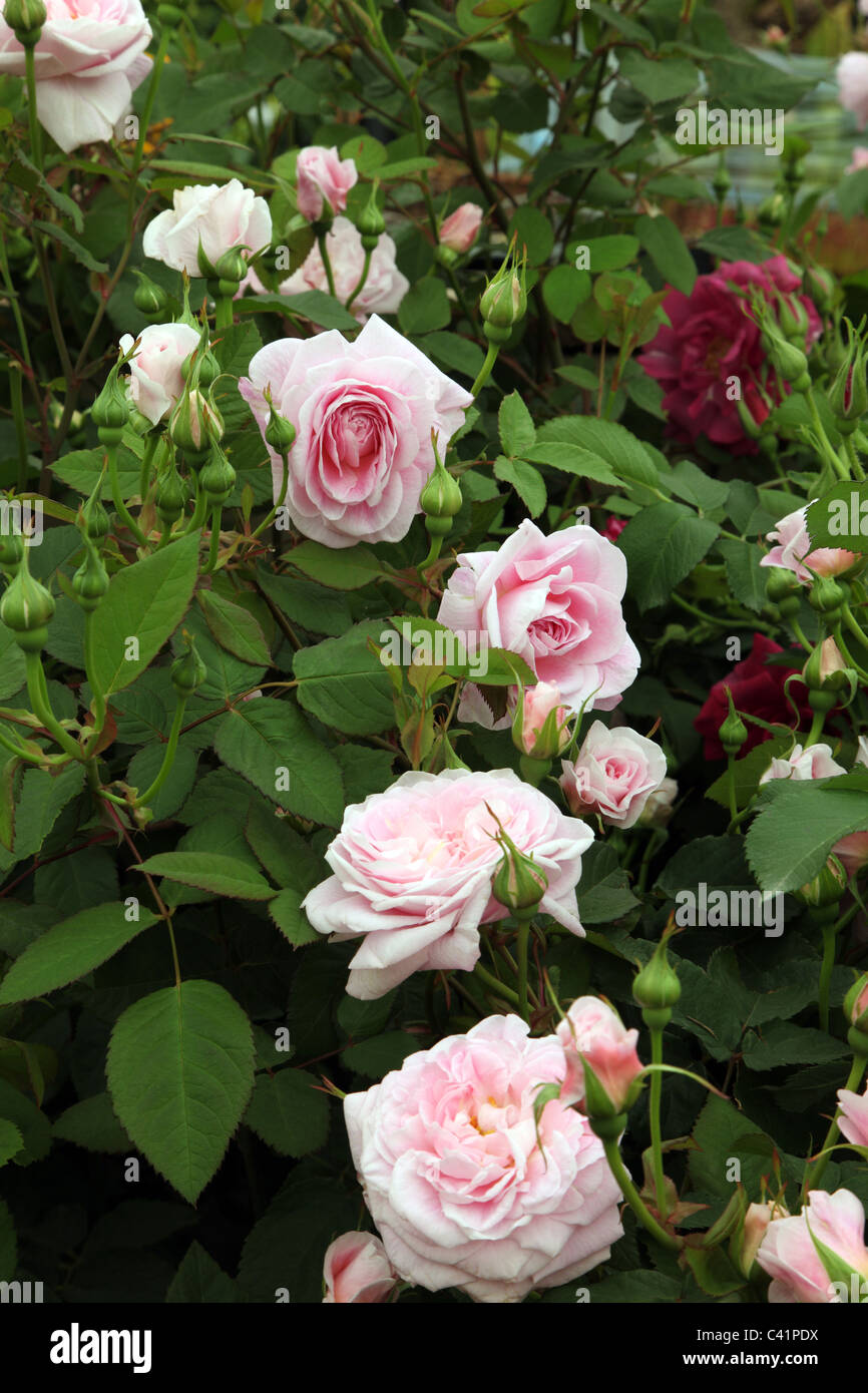 Rosa Queen Anne, David Austin Roses Anciennes Anglaise, Chelsea Flower Show 2011 Banque D'Images