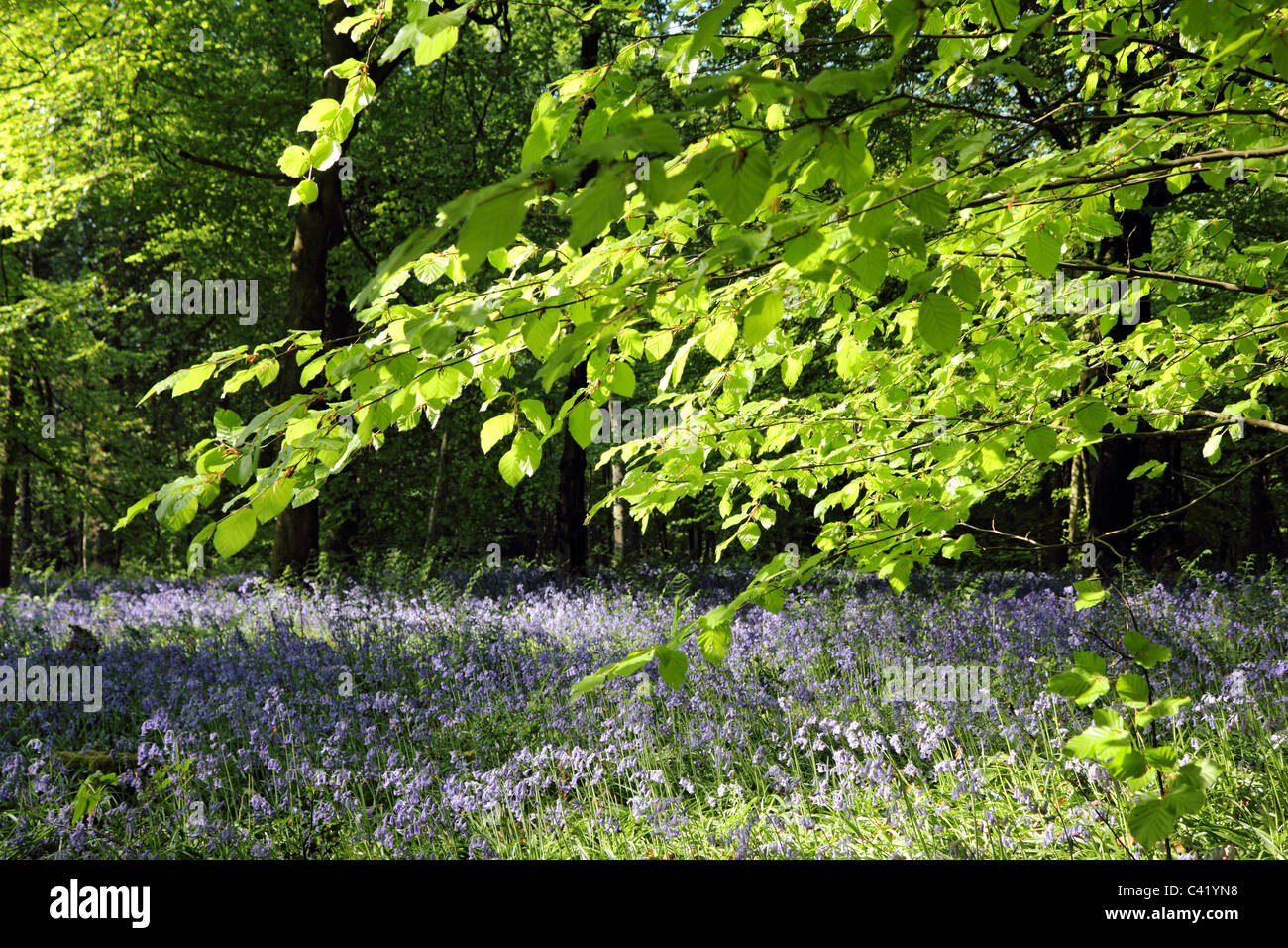 Bois Bluebell près de Dorking dans les North Downs Surrey, Angleterre, Royaume-Uni Banque D'Images