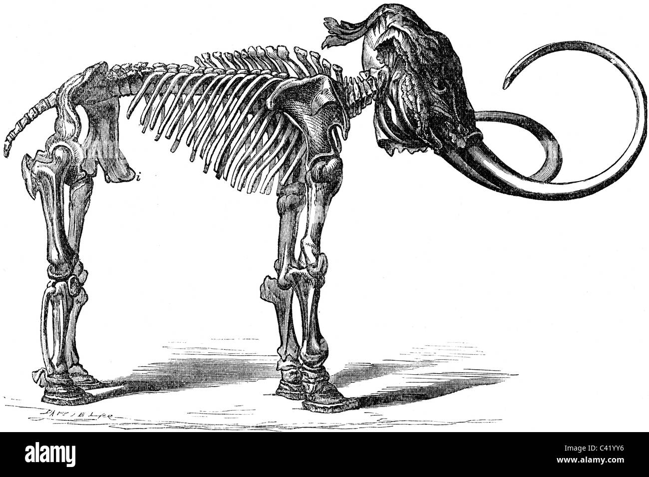19ème siècle illustration de livre, prises à partir de la 9e édition (1875) de l'Encyclopédie Britannique, du squelette de mammouth Banque D'Images