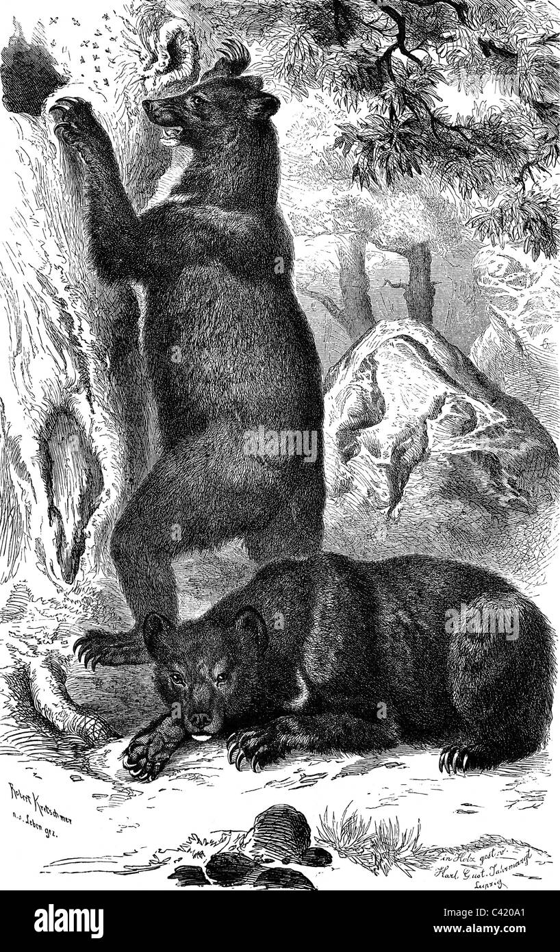 zoologie, mammifères, ours, ours noir asiatique (Ursus thibetanus), gravure de bois après dessin par Robert Kretschmer, illustration à 'Brehm's Tierleben' par Alfred Brehm, 1863, droits additionnels-Clearences-non disponible Banque D'Images