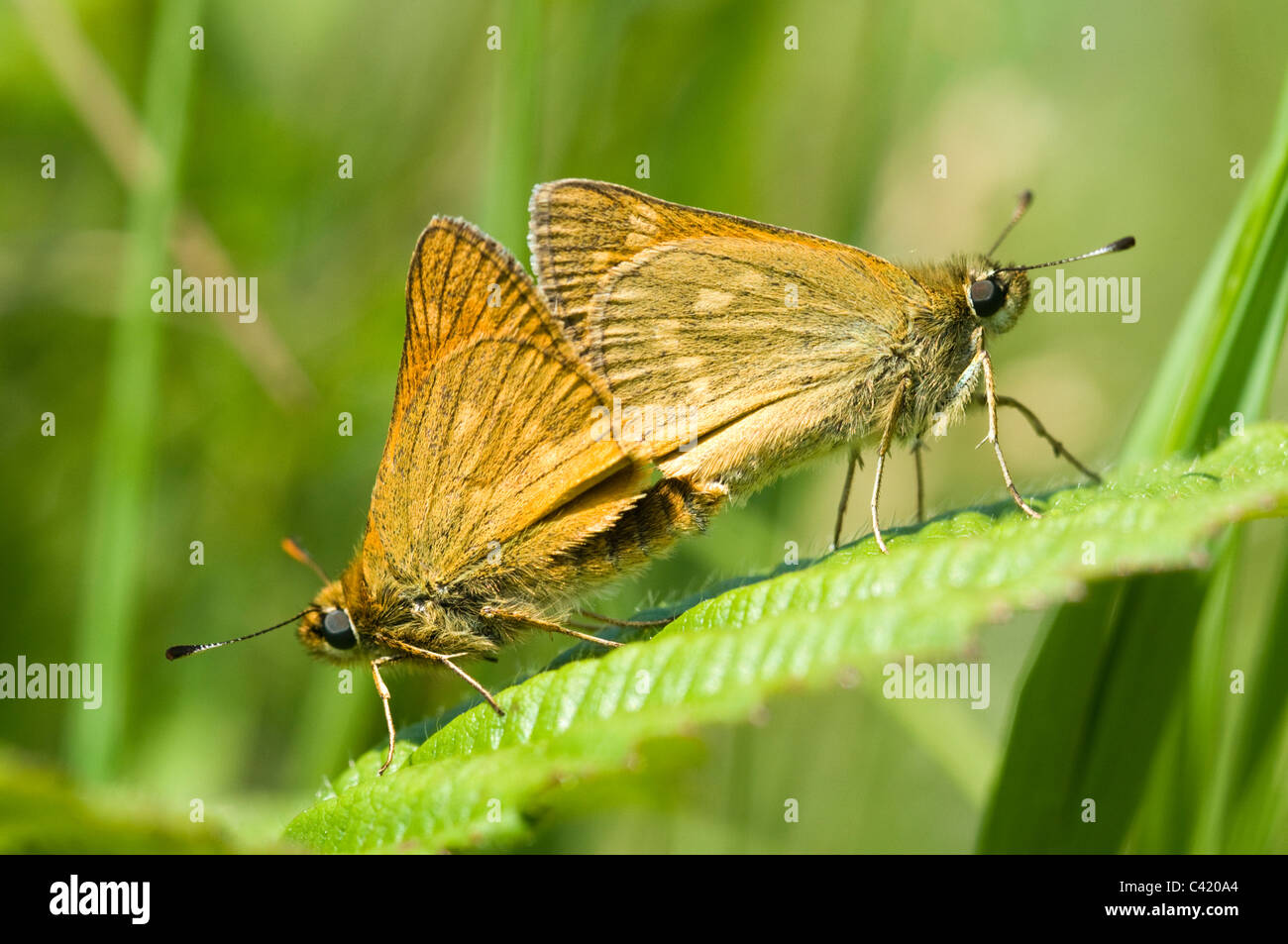 Grand skipper butterfly Banque D'Images