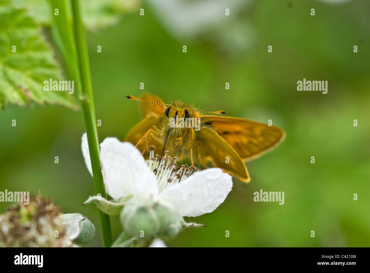 Grand skipper butterfly Banque D'Images